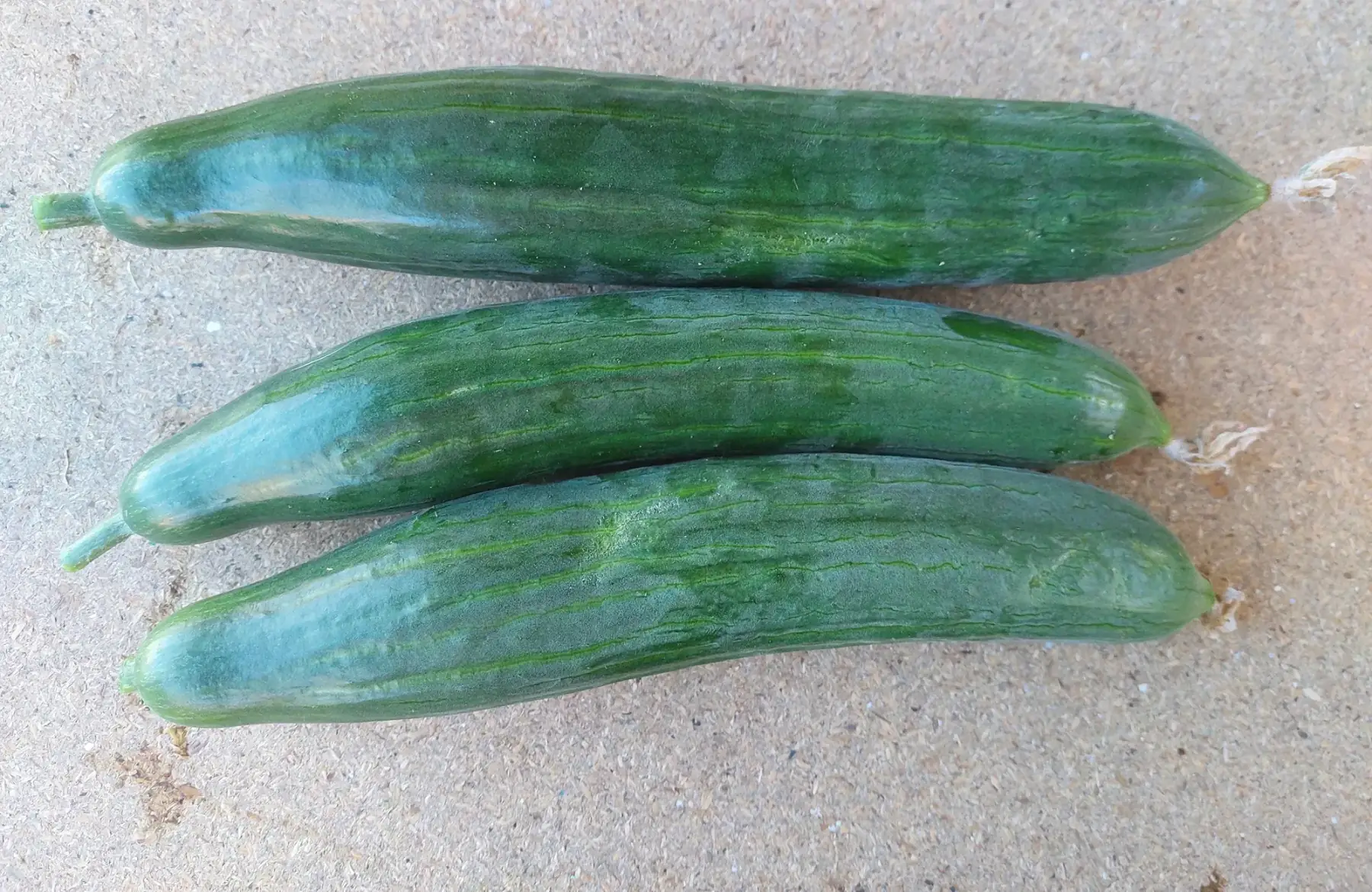 concombre long