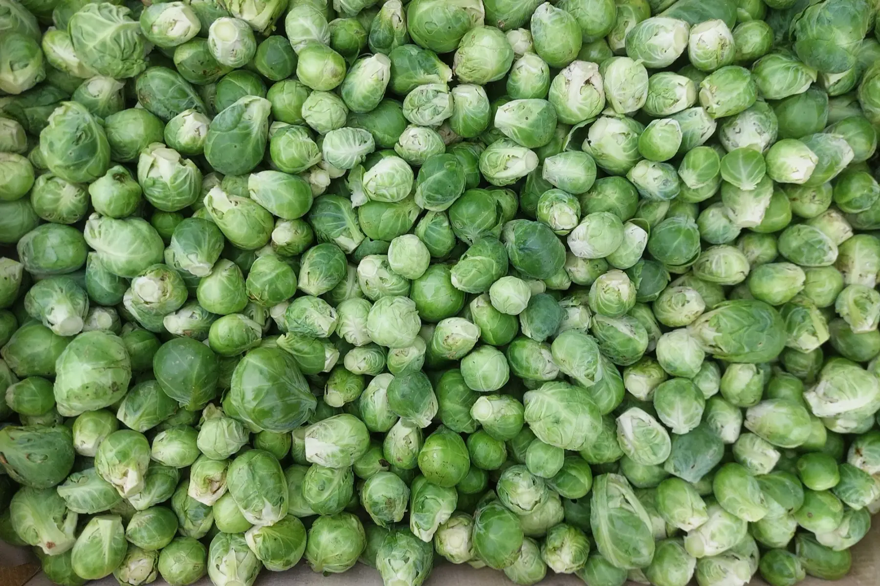 chou de bruxelles