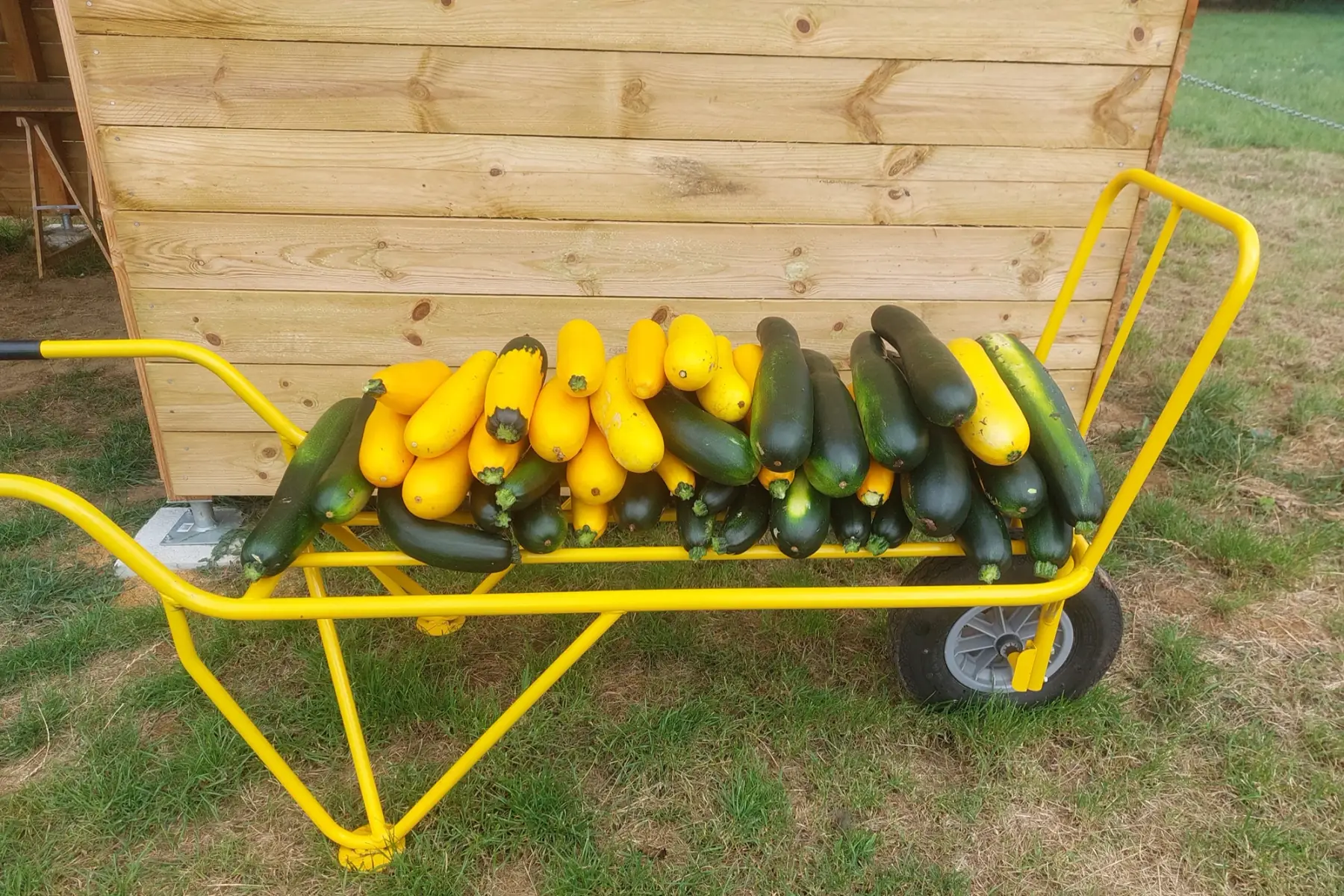 courgettes gros calibres