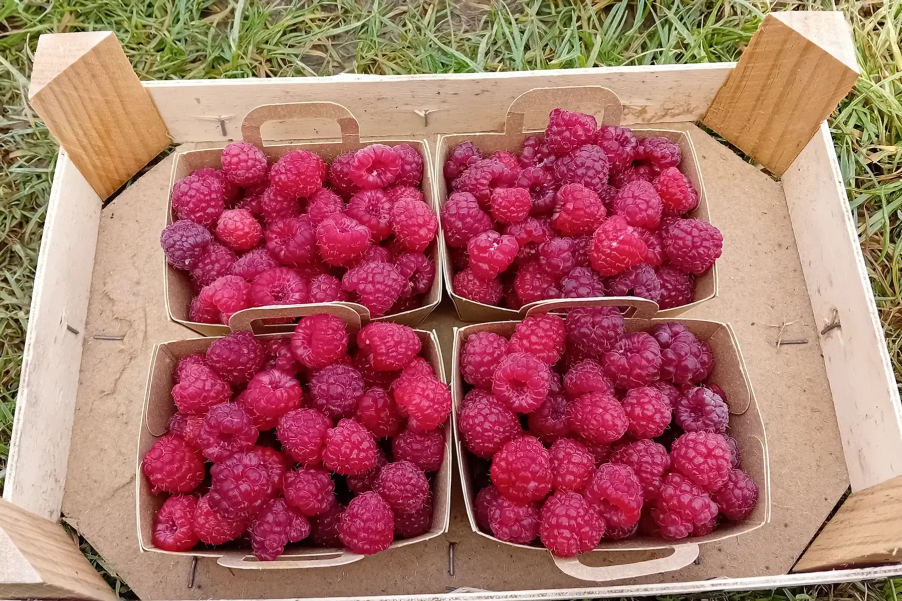 framboises rouges