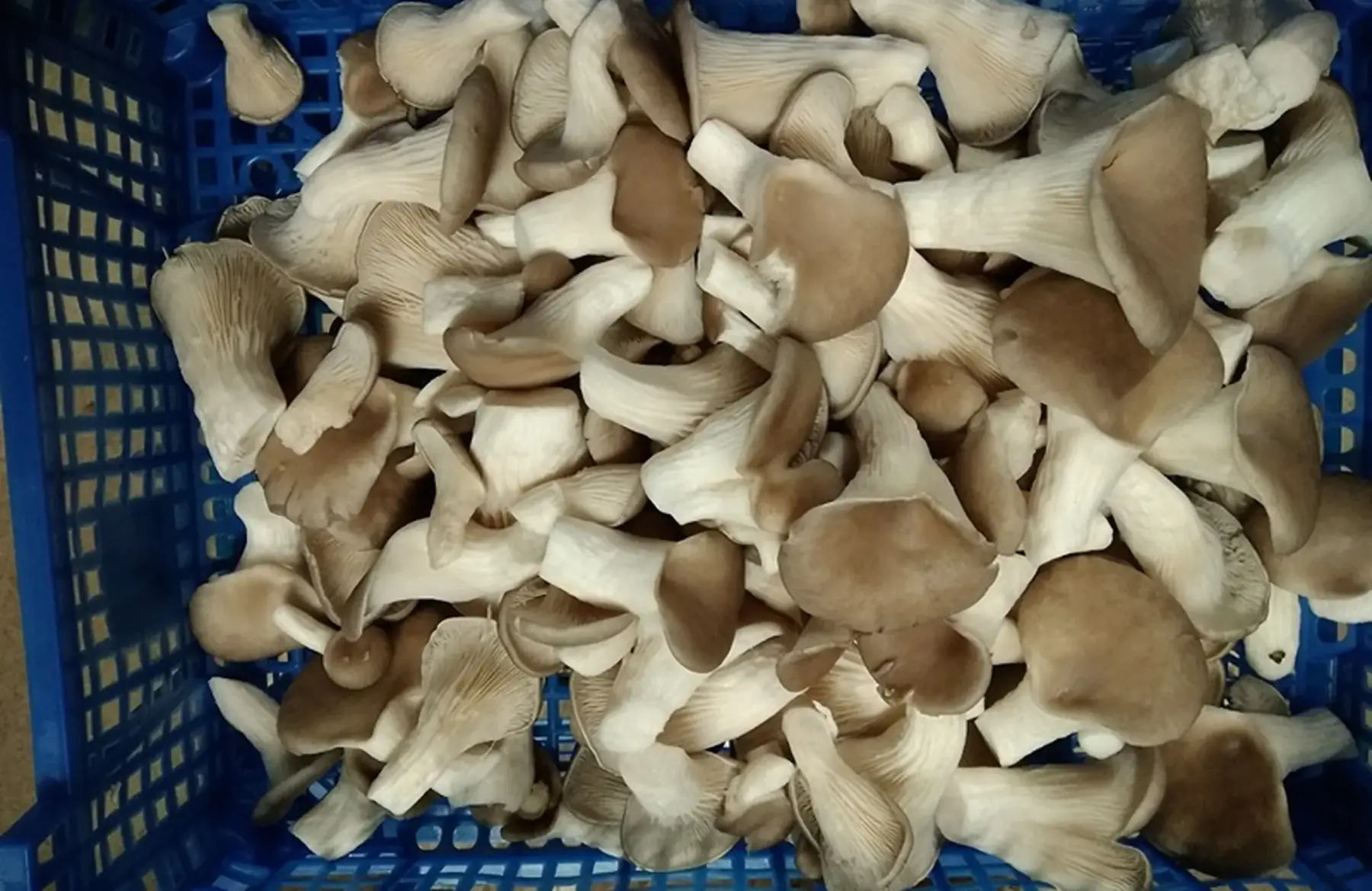 laurent disson Lo Champi Bio