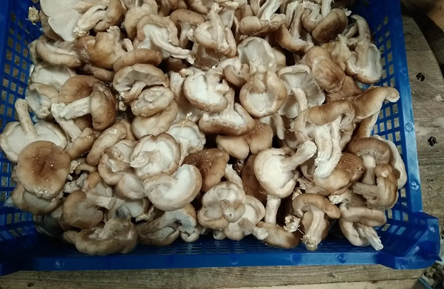 shiitake