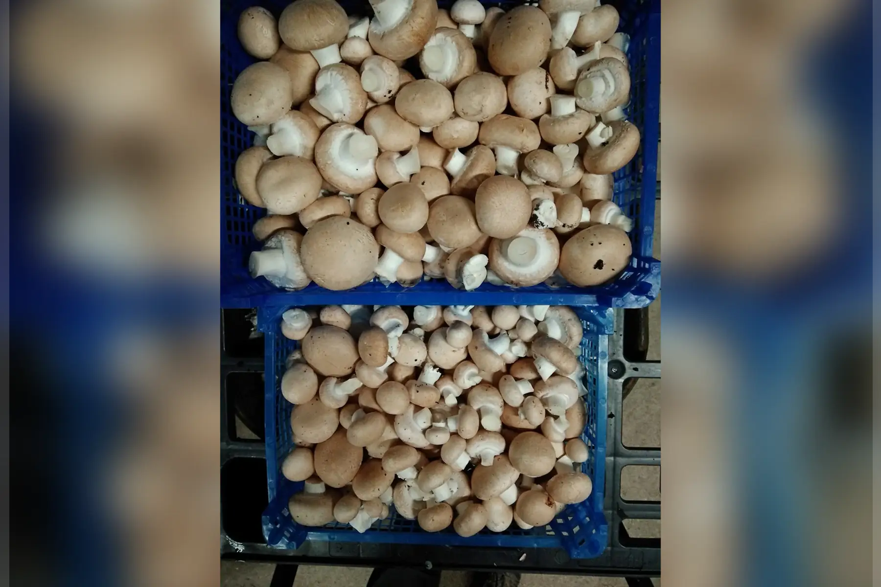 champignon brun de paris