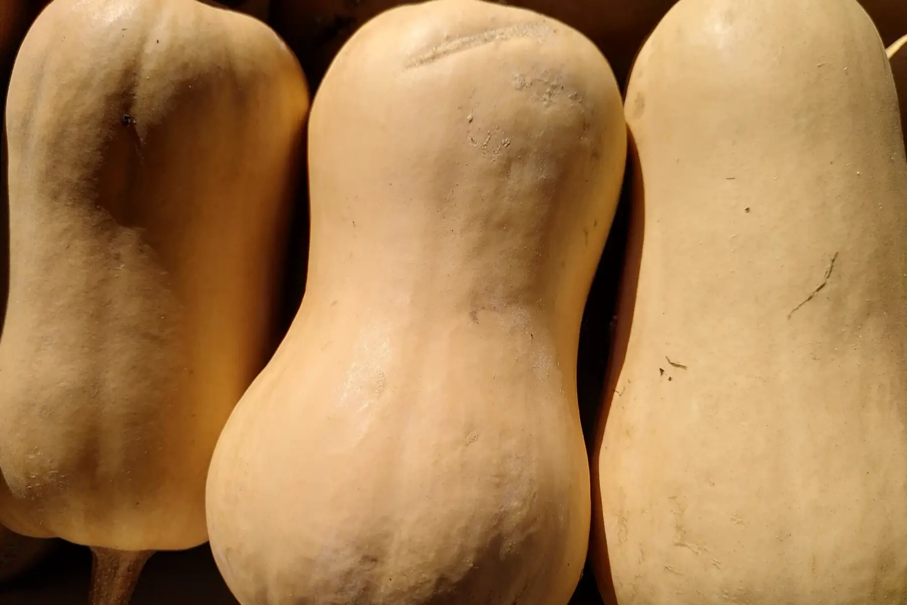 butternut