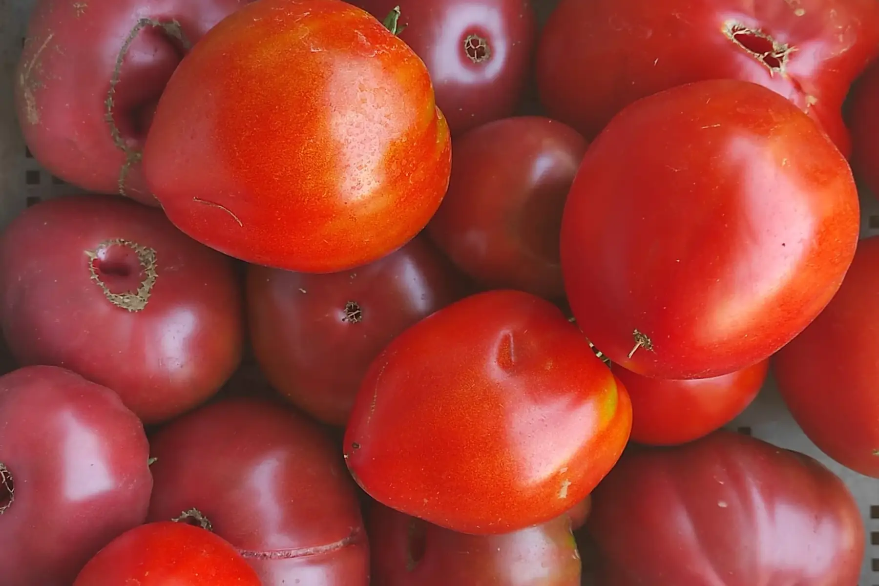 Tomates anciennes