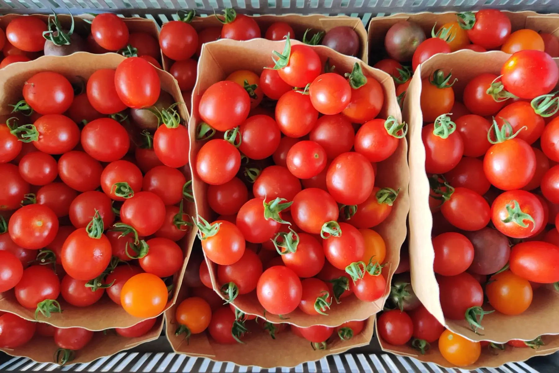 Tomates cerises