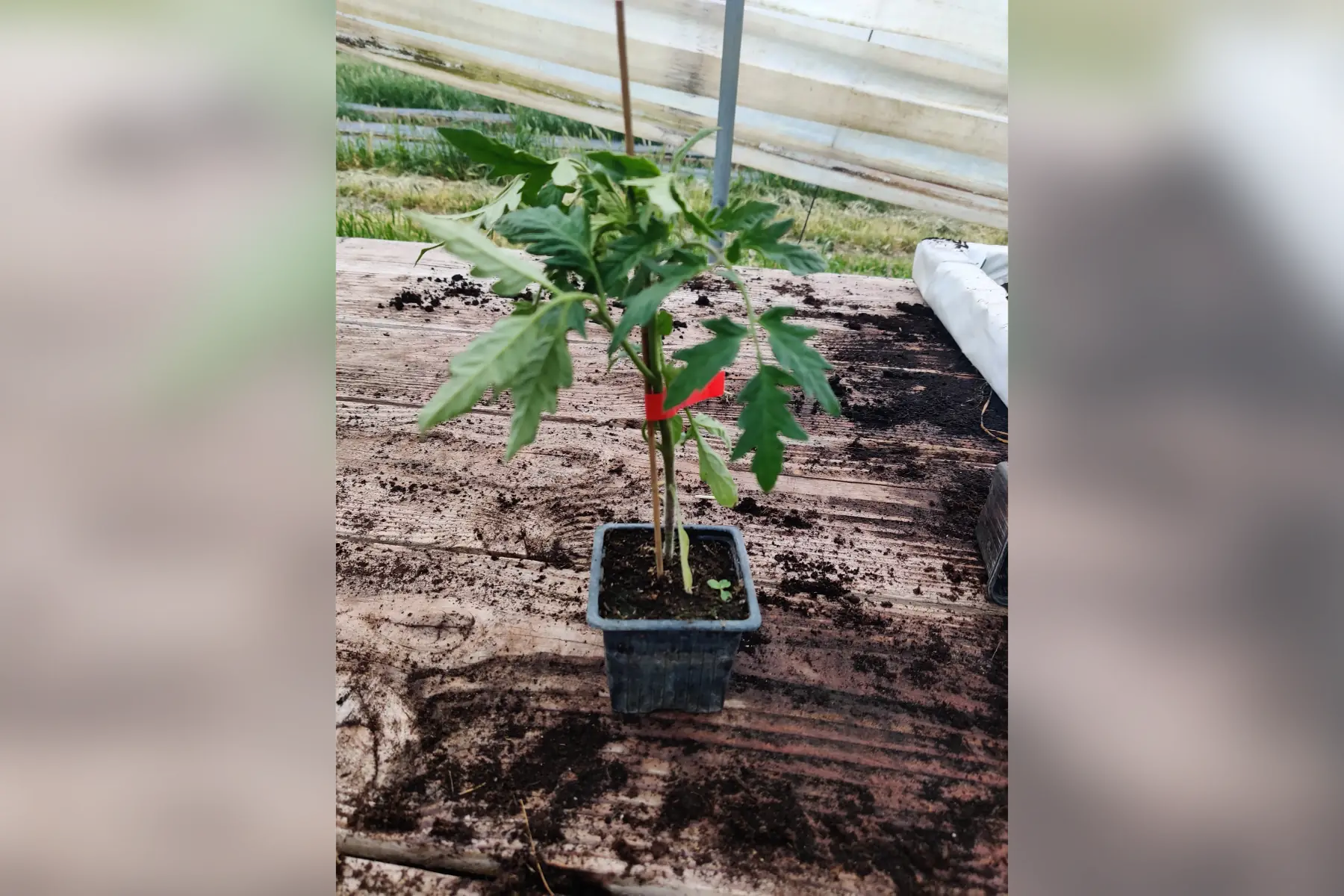 plant tomate greffé coeur de boeuf