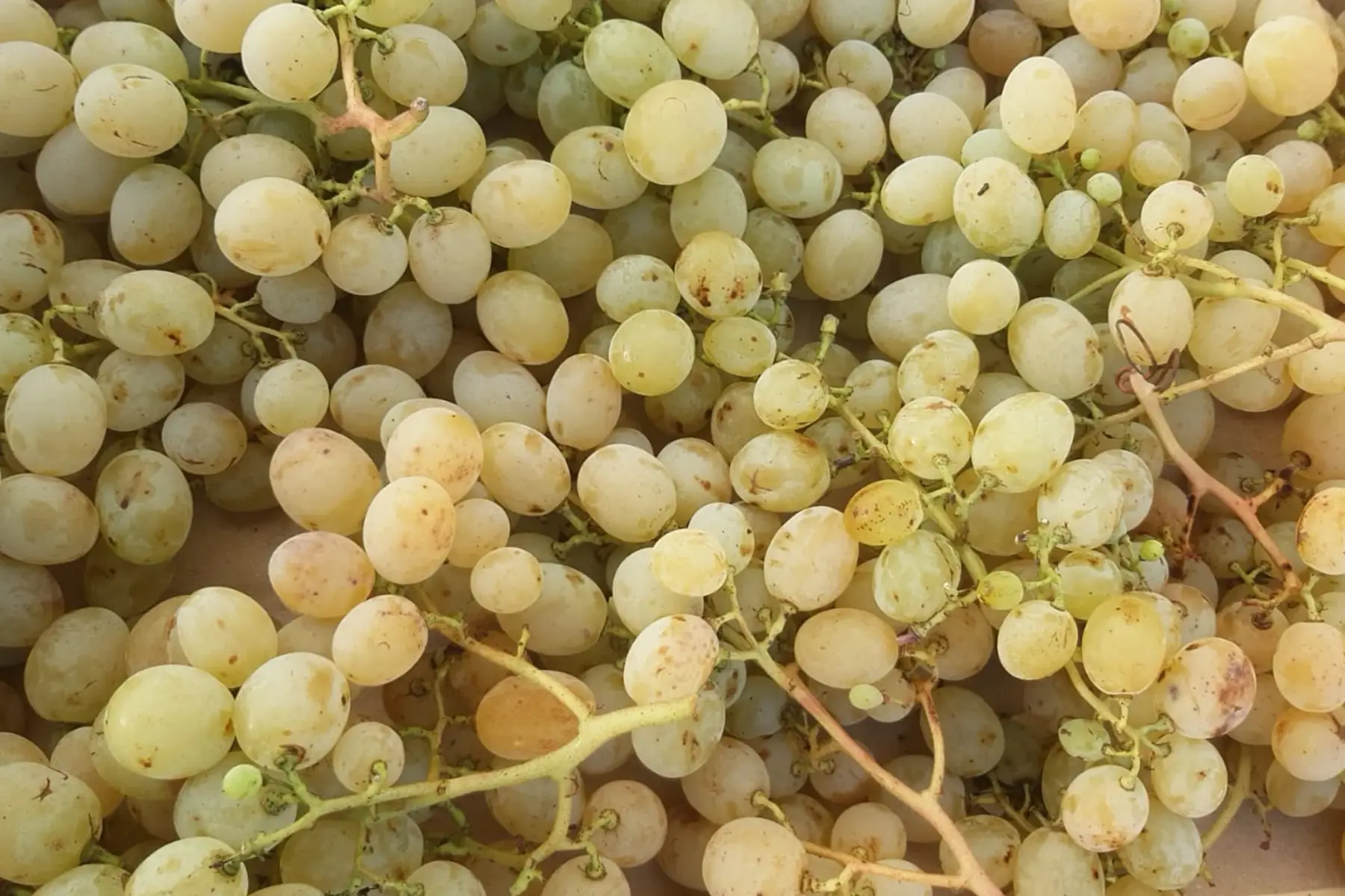 Raisin blanc Italia