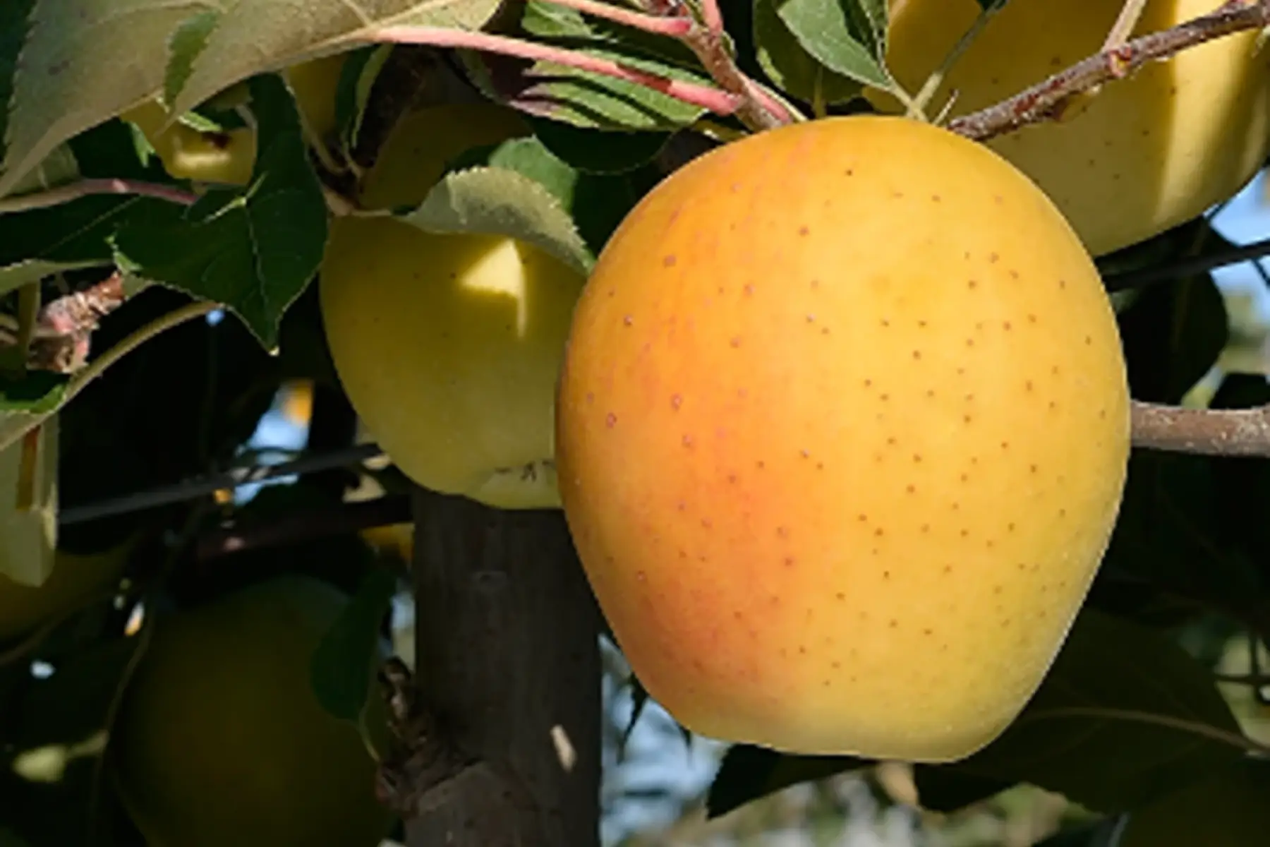 Pommes Goldrush cagette 10kg