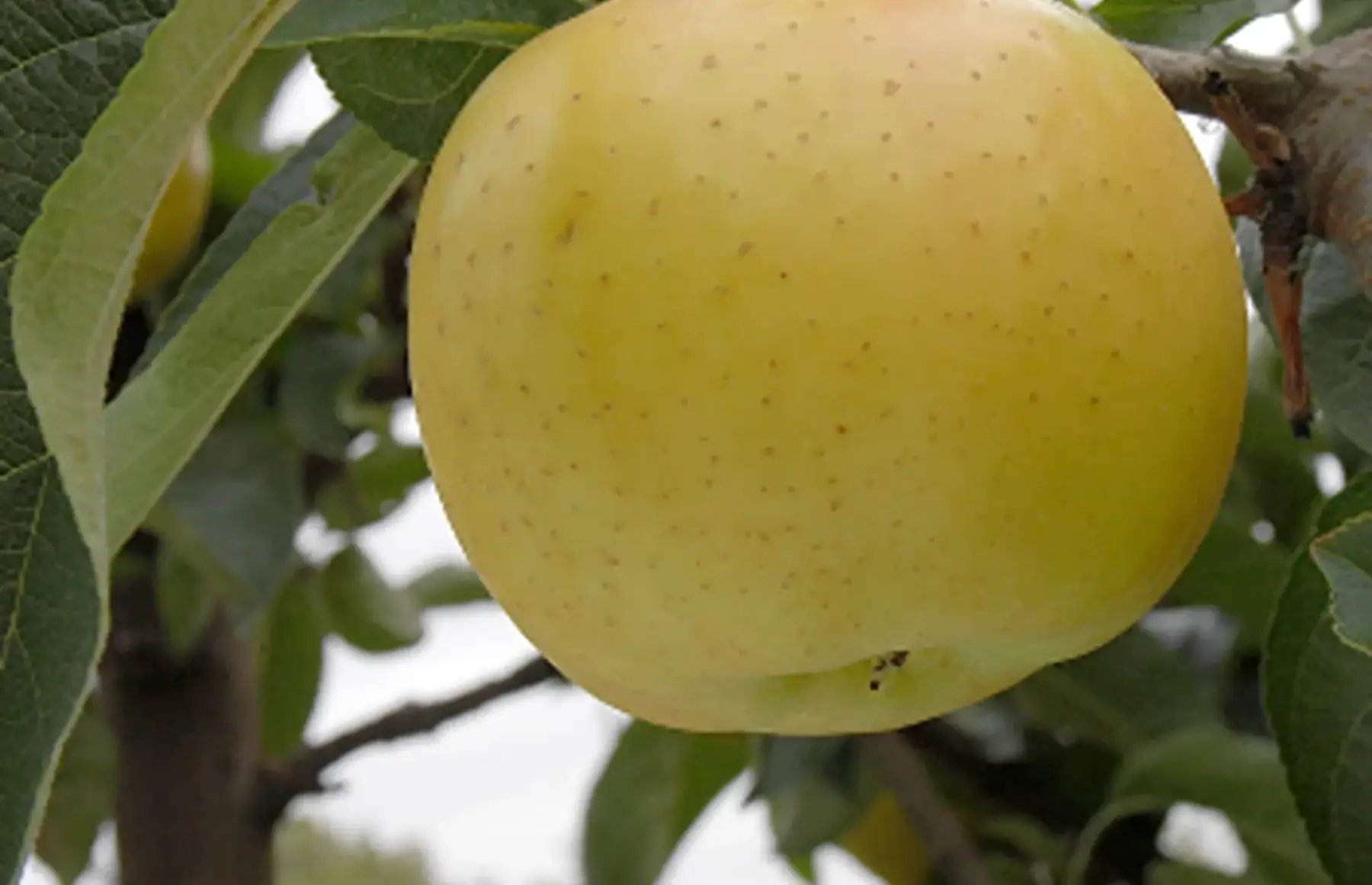 Pommes Belchard Chanteclerc cagette 10kg