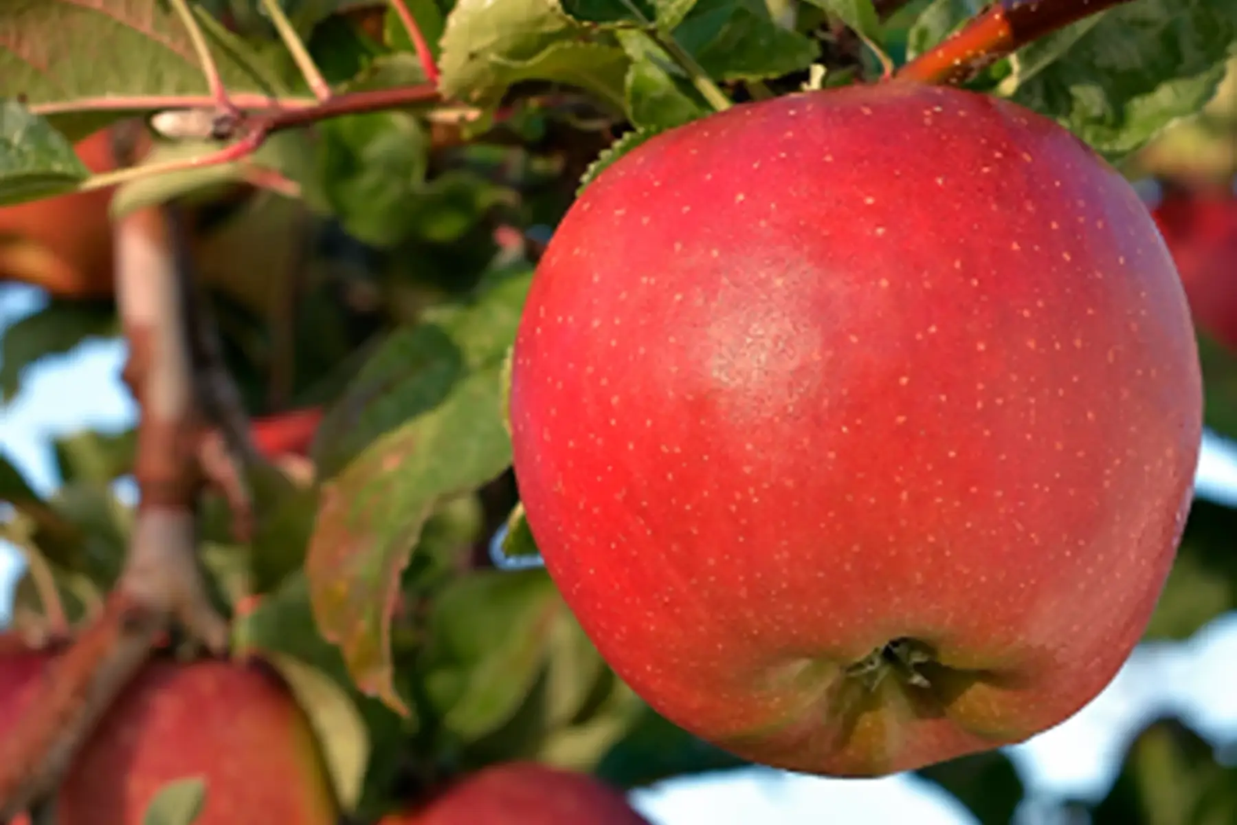 Pommes Dalinsweet cagette 10kg