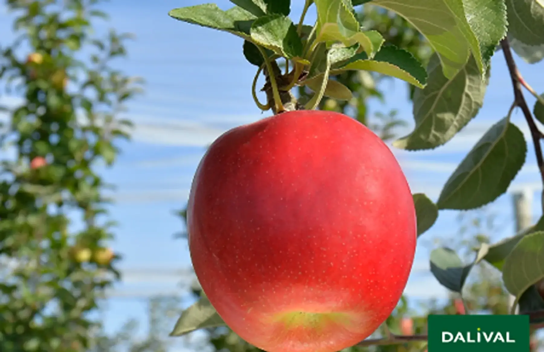 Pommes Crimson Crisp cagette 10kg