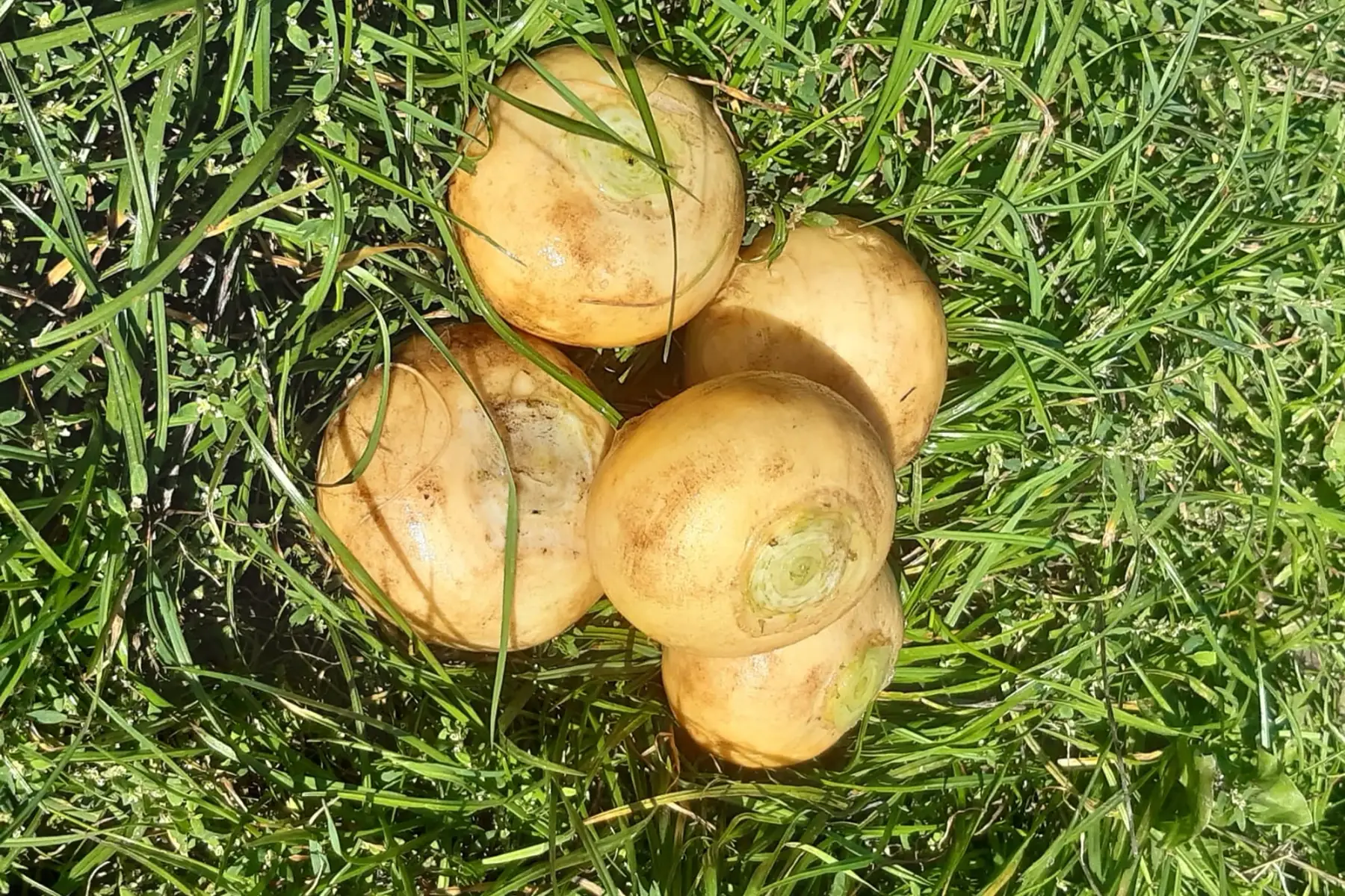 Navets boule d'or