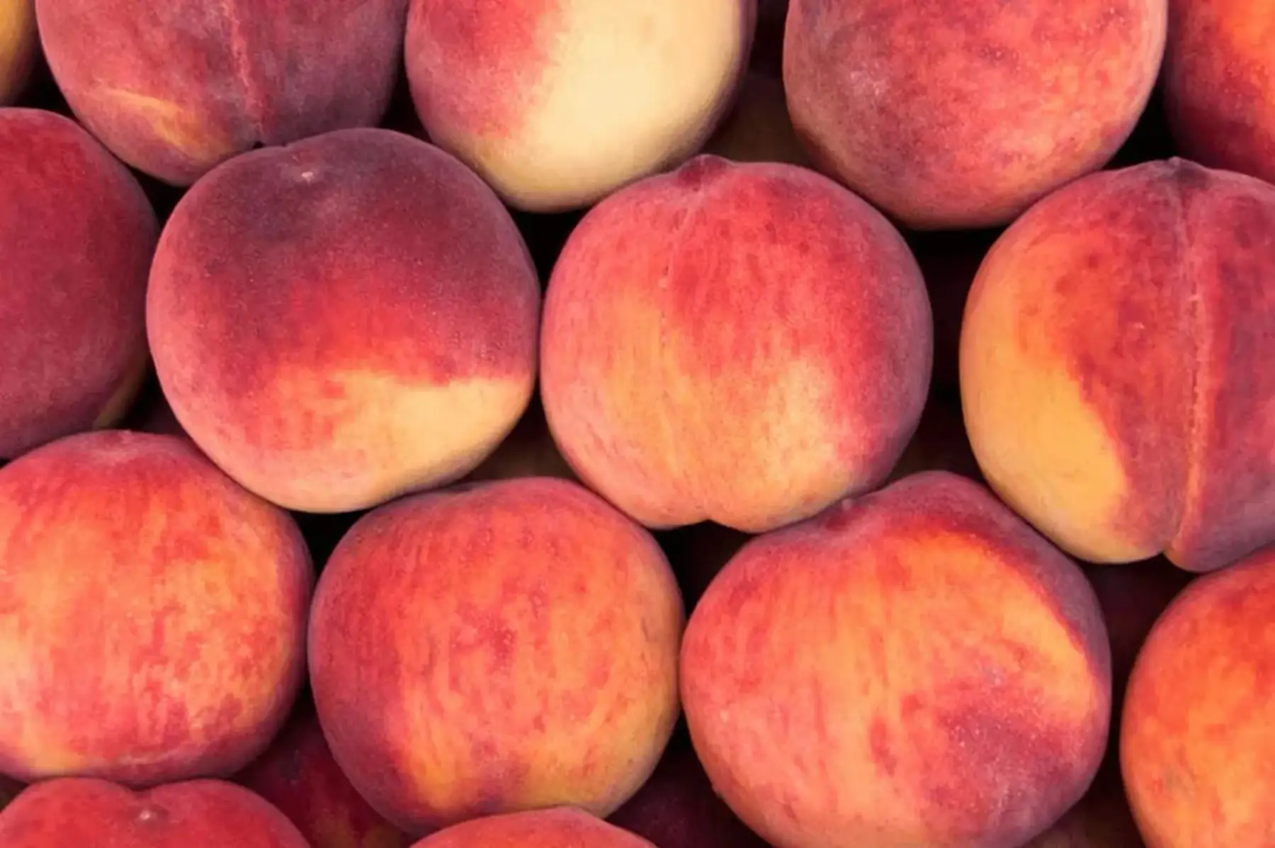 Nectarines