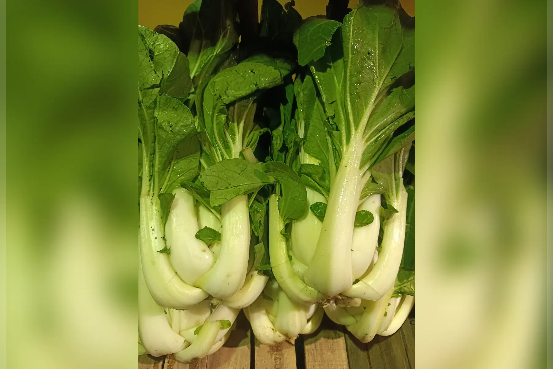 Choux chinois Pak choï