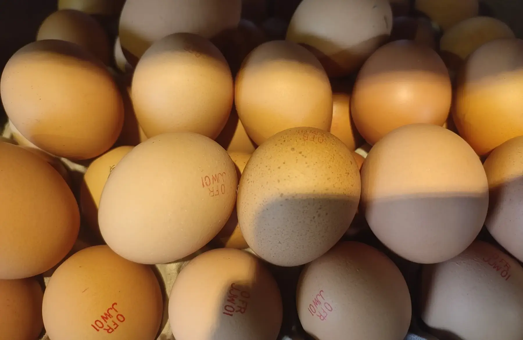 œufs fermier bio🥚