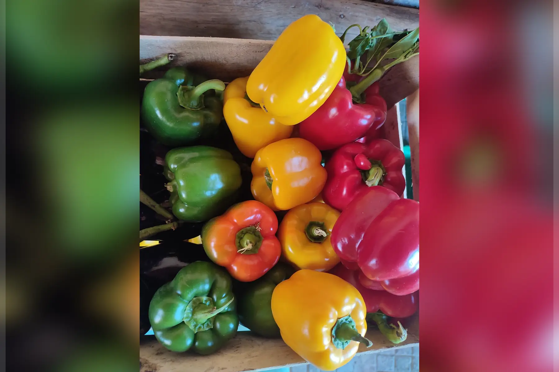 poivrons 🫑