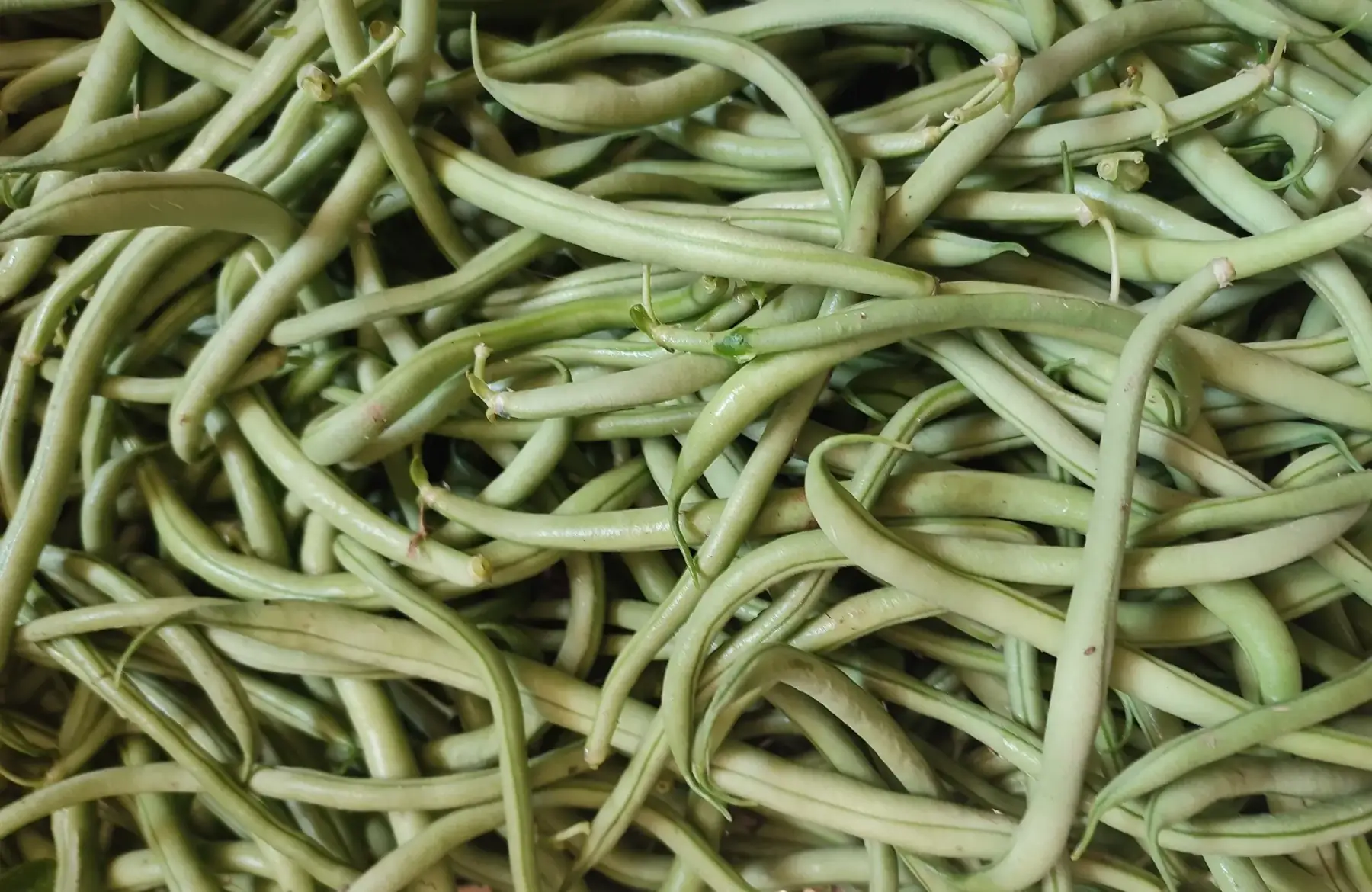 haricots verts