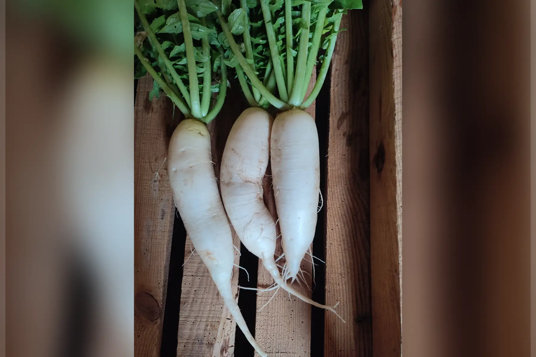 radis blanc japonnais daïkon