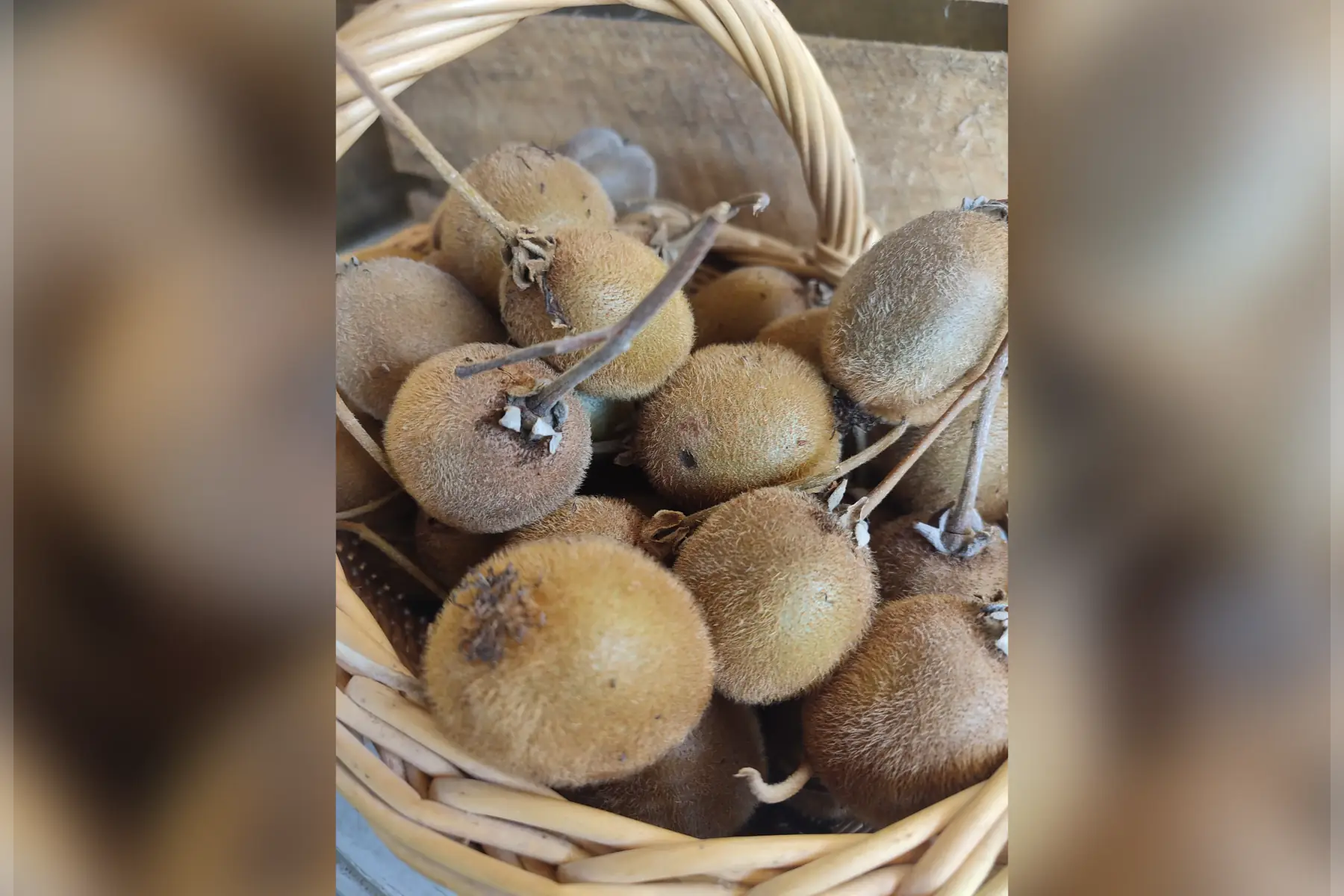 Gros kiwi 🥝 France