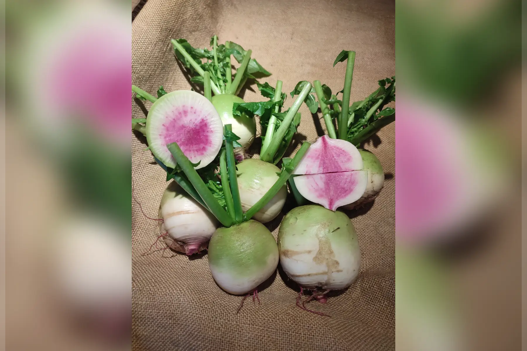 radis japonais d'hiver rose