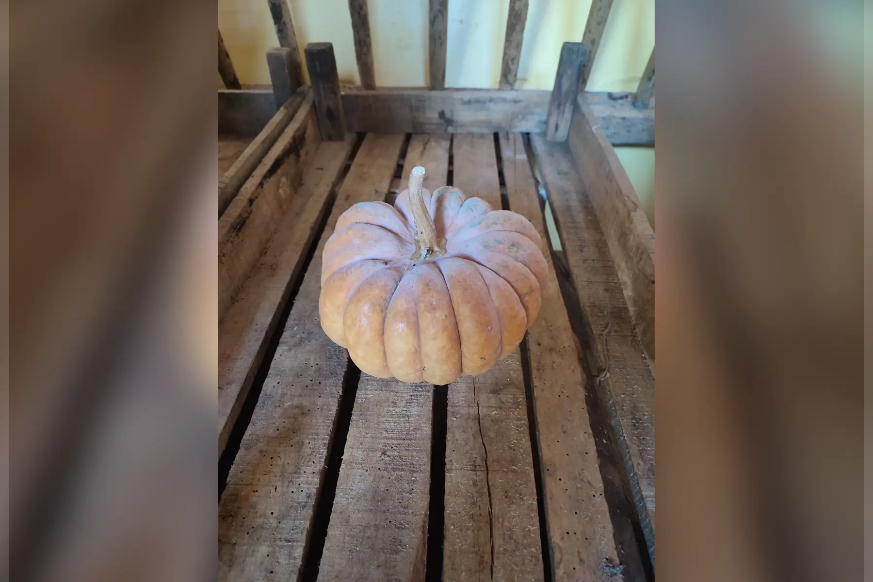 courge musqué de provence