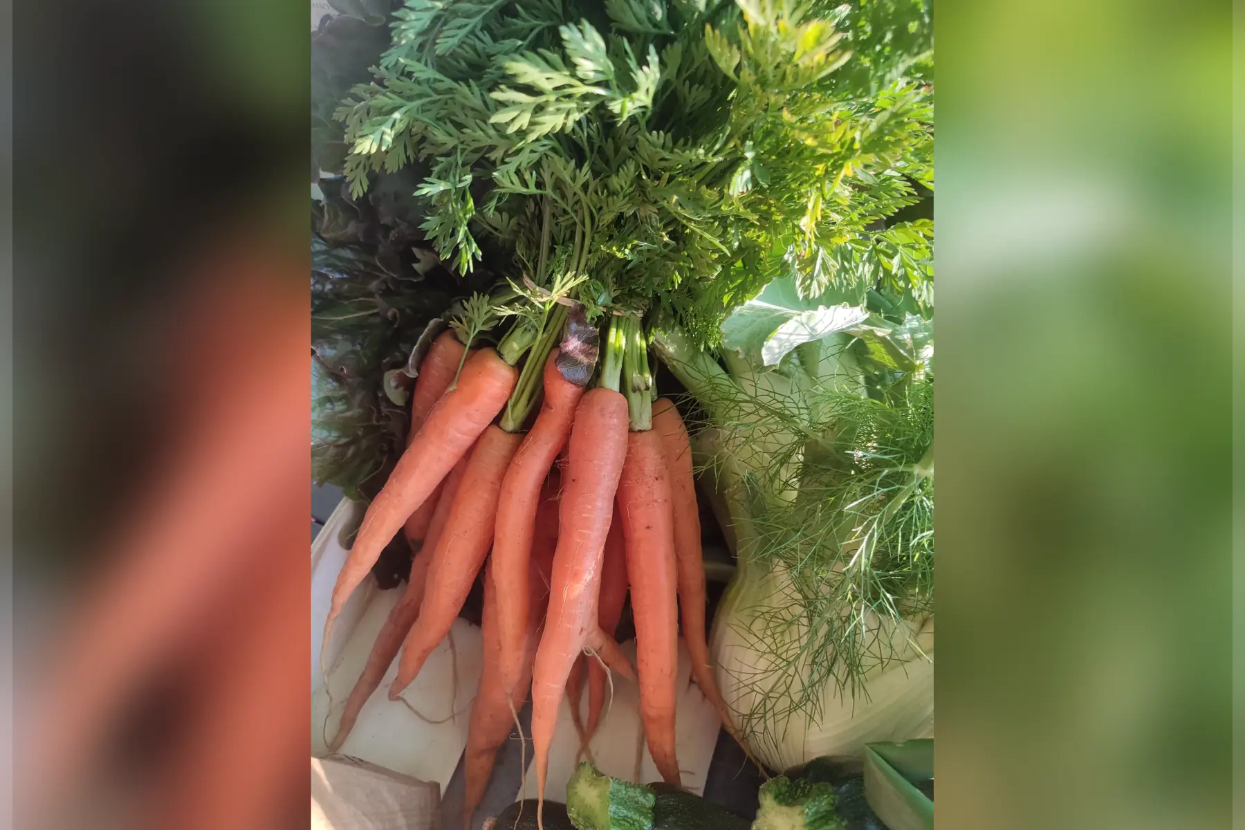carotte botte🥕