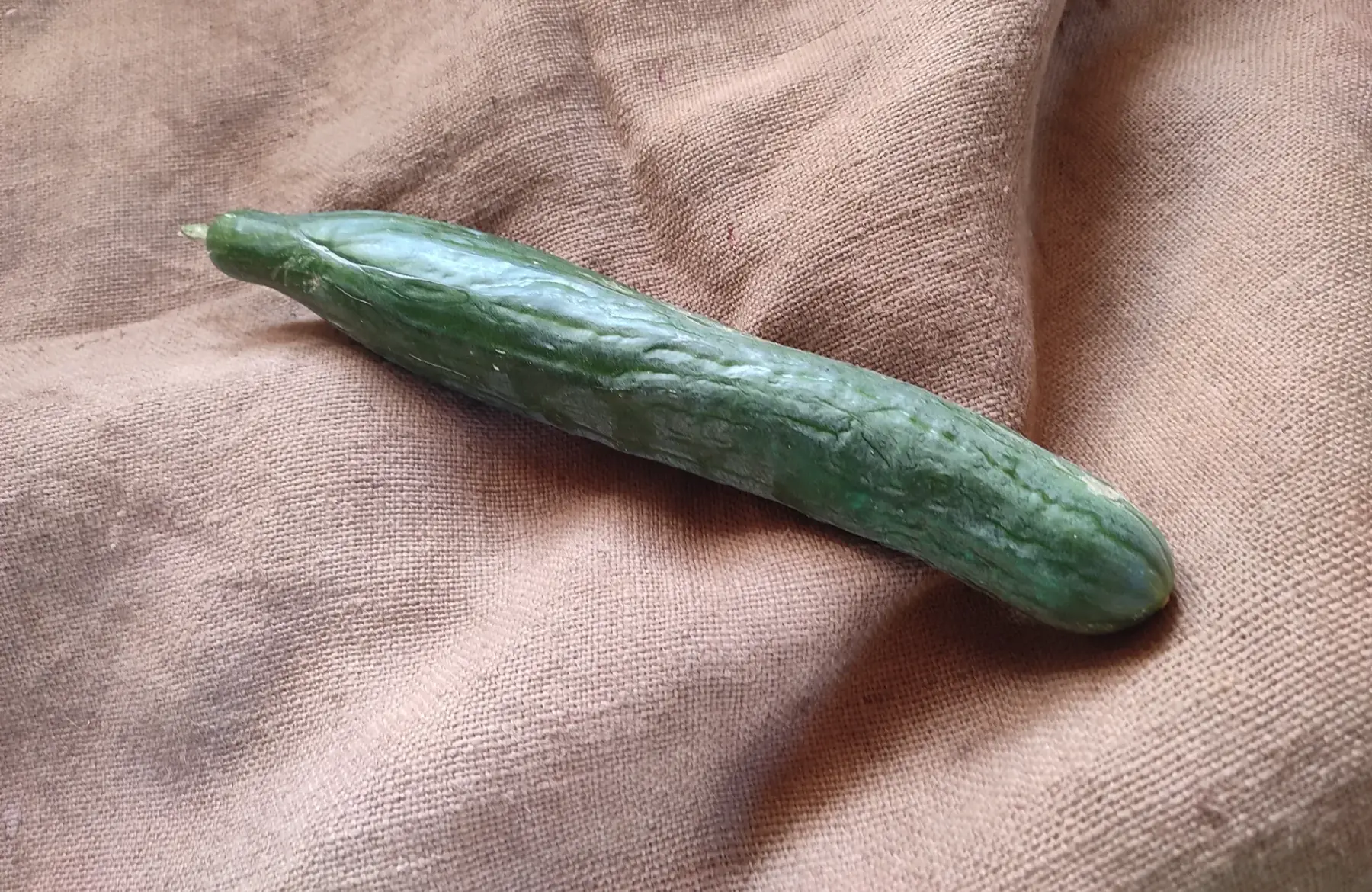 concombre long 🥒