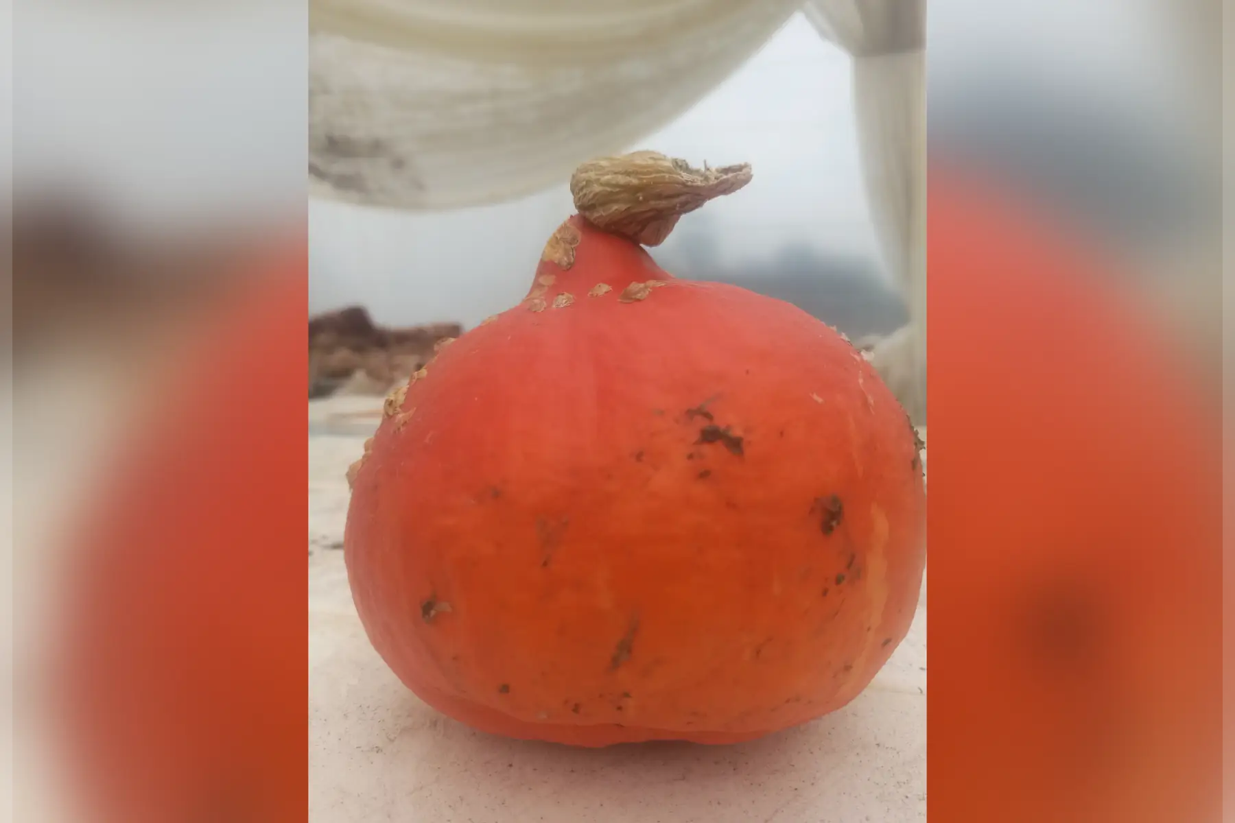 potimarron (de 0,5 à 3kg)