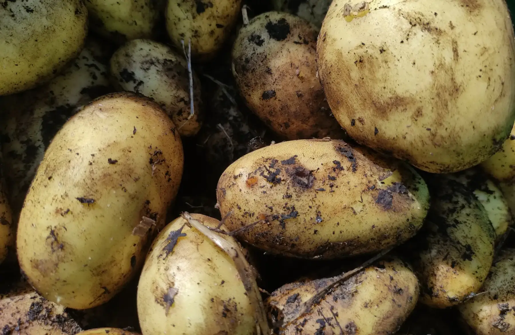 pomme de terre nouvelle alllians