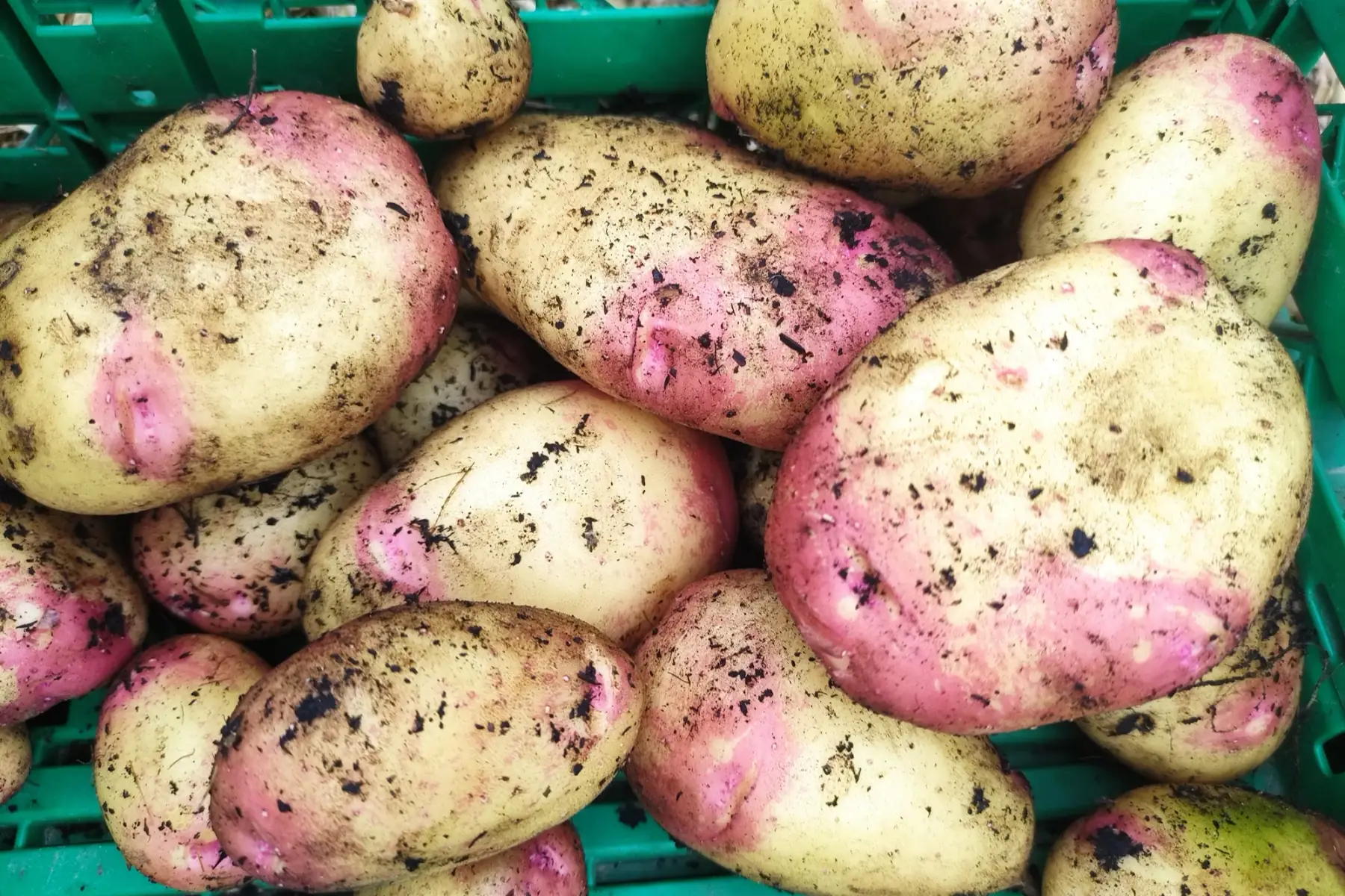 pommes de terre nouvelles king edward