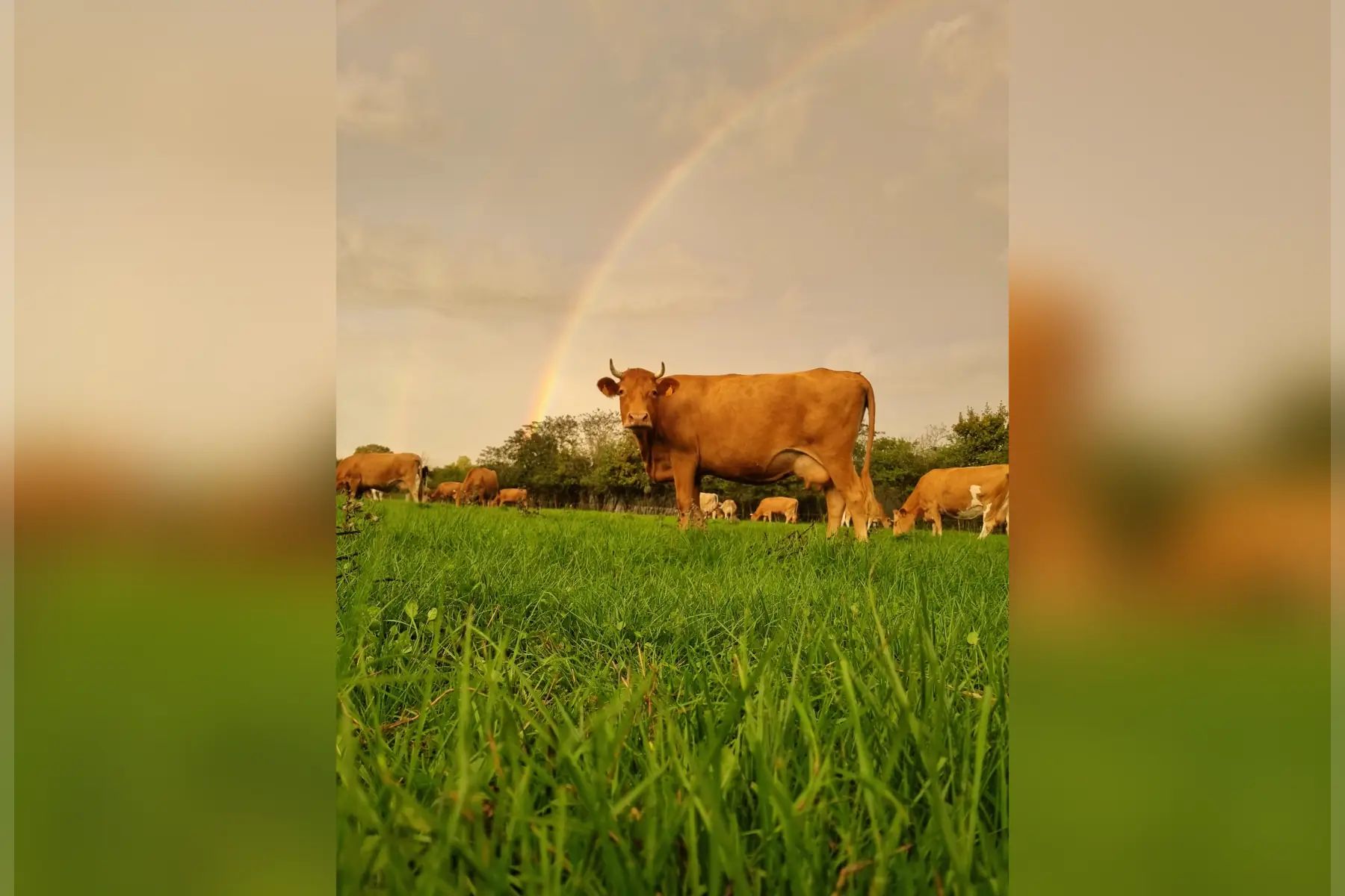 la petite ferme du breil
