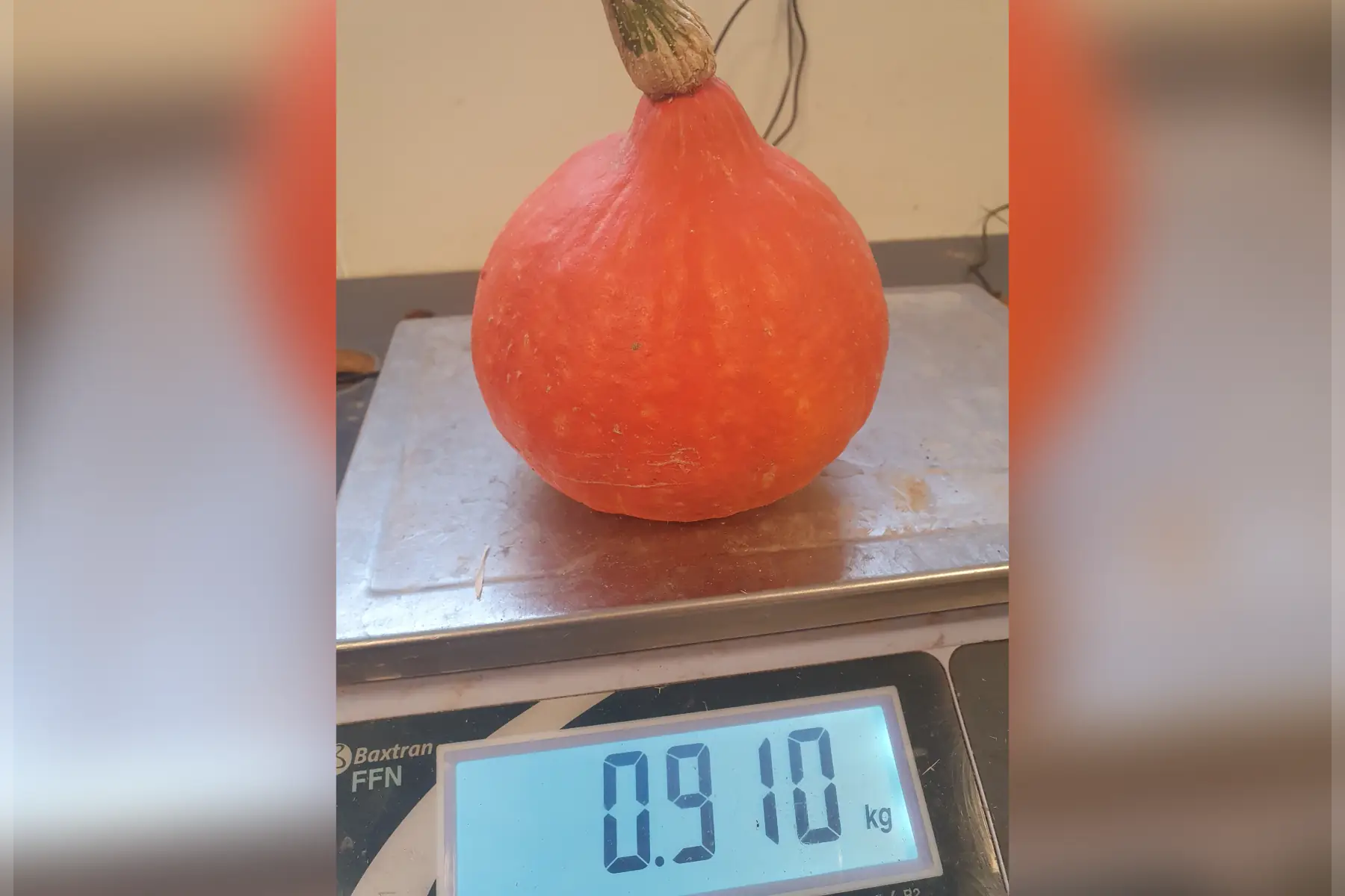 Potimarron entre 0.8kg et 1kg