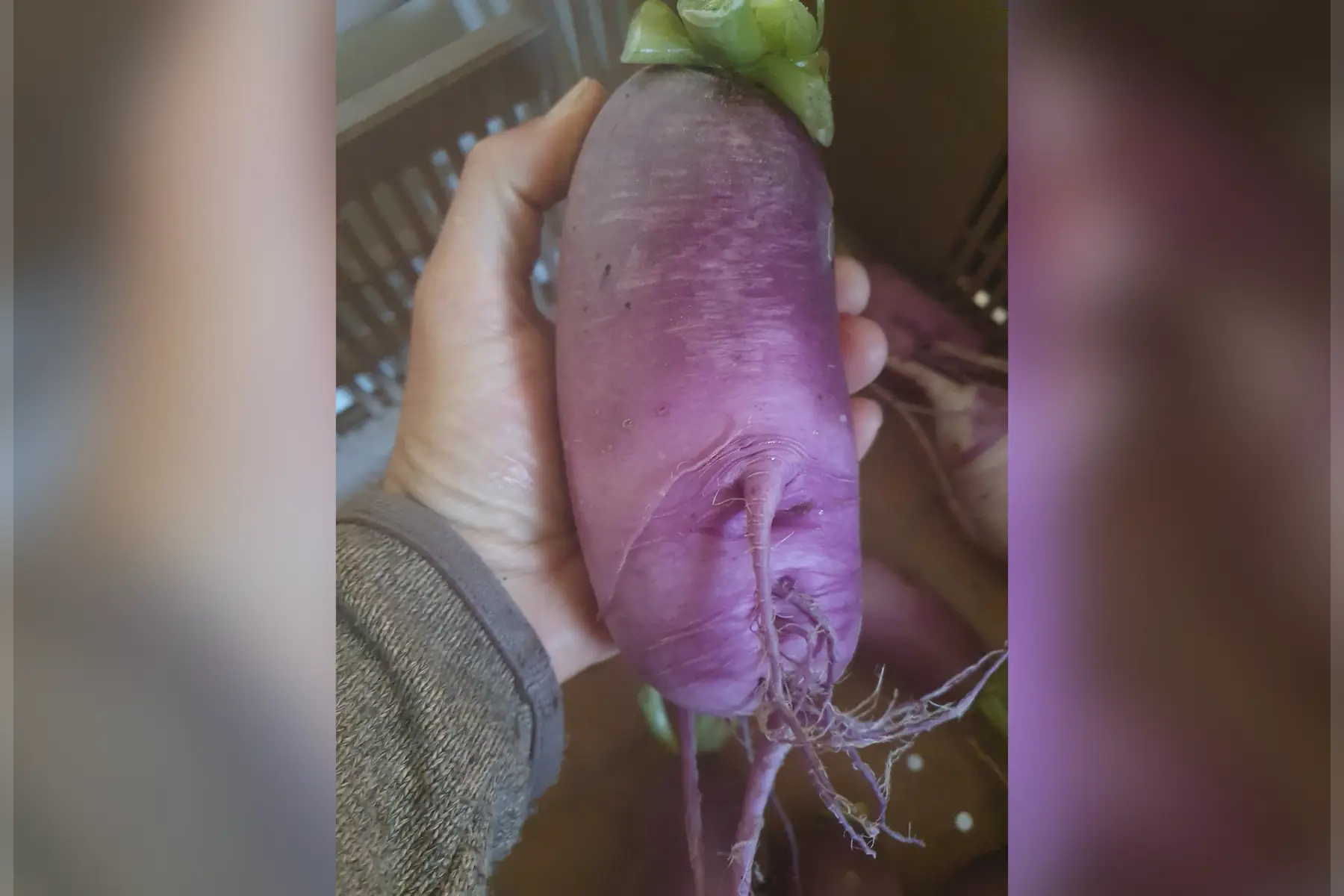 Rasis blue meat piece