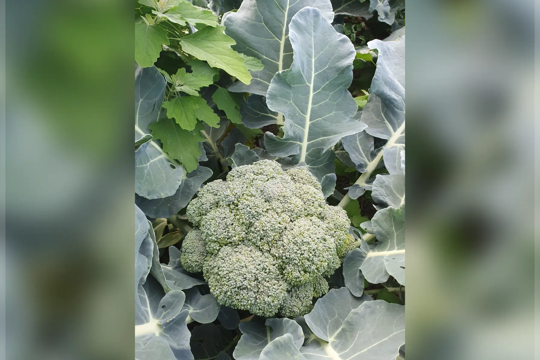 Brocoli