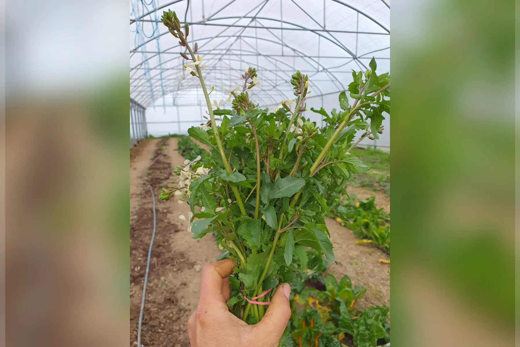 botte de roquette en fleur