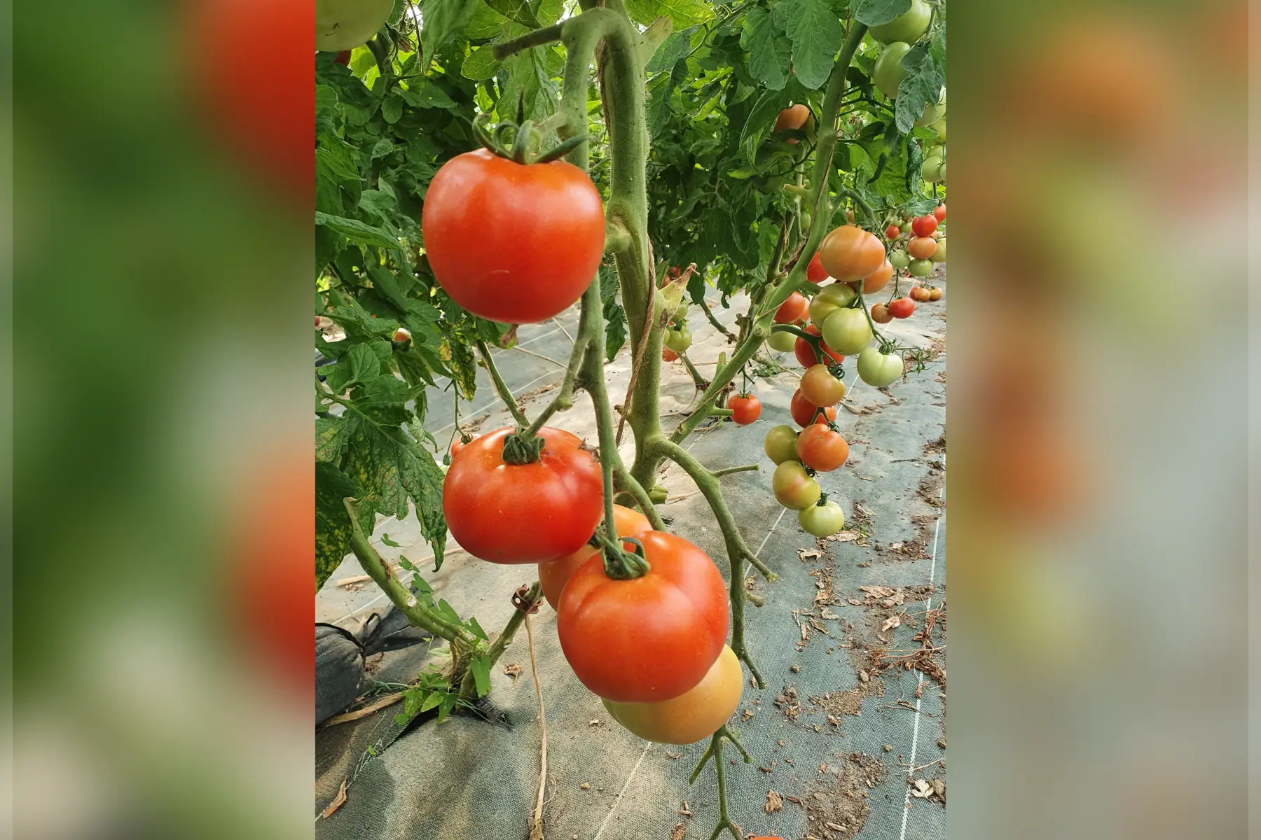 Tomate ronde en sachet de 1kg