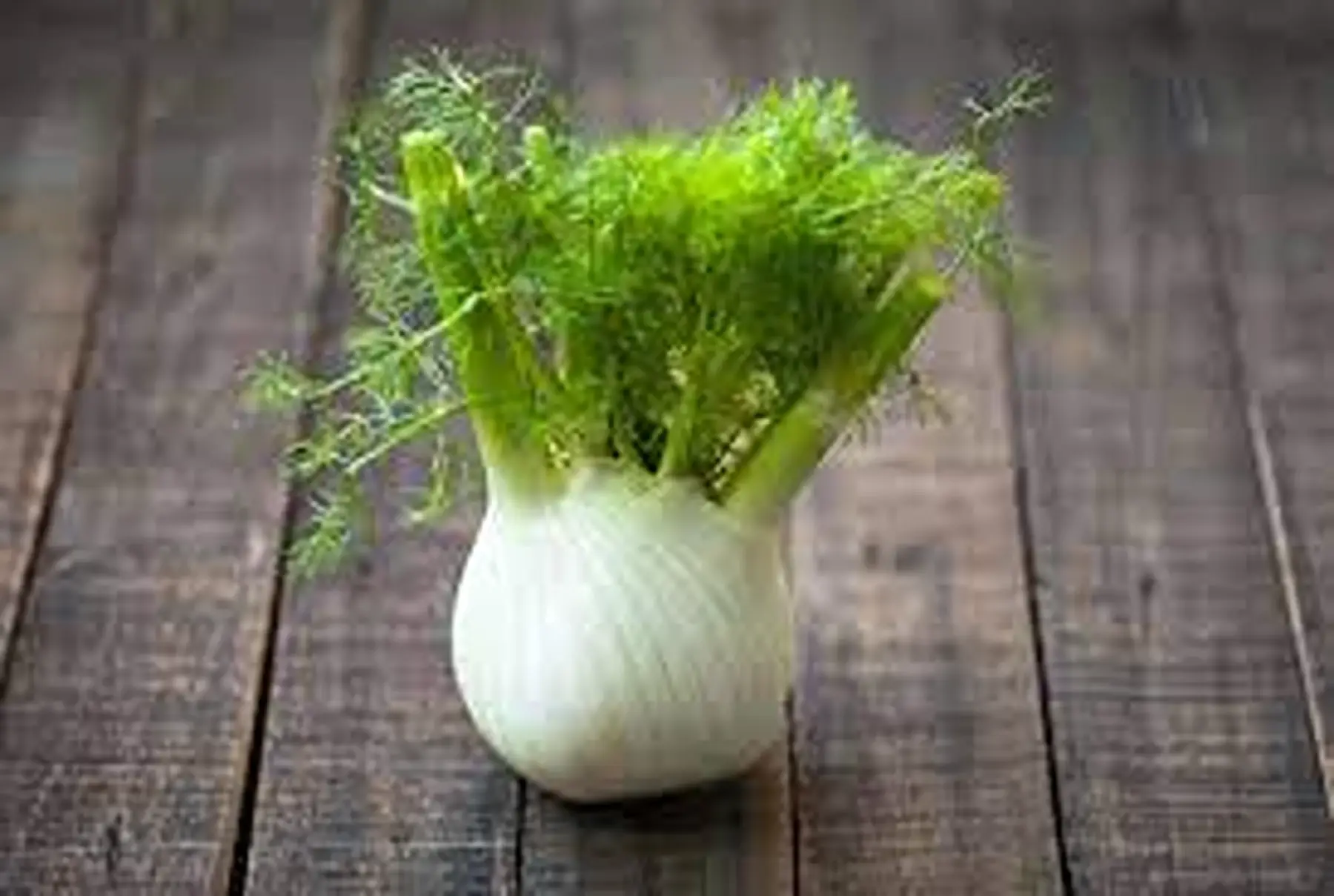 fenouil