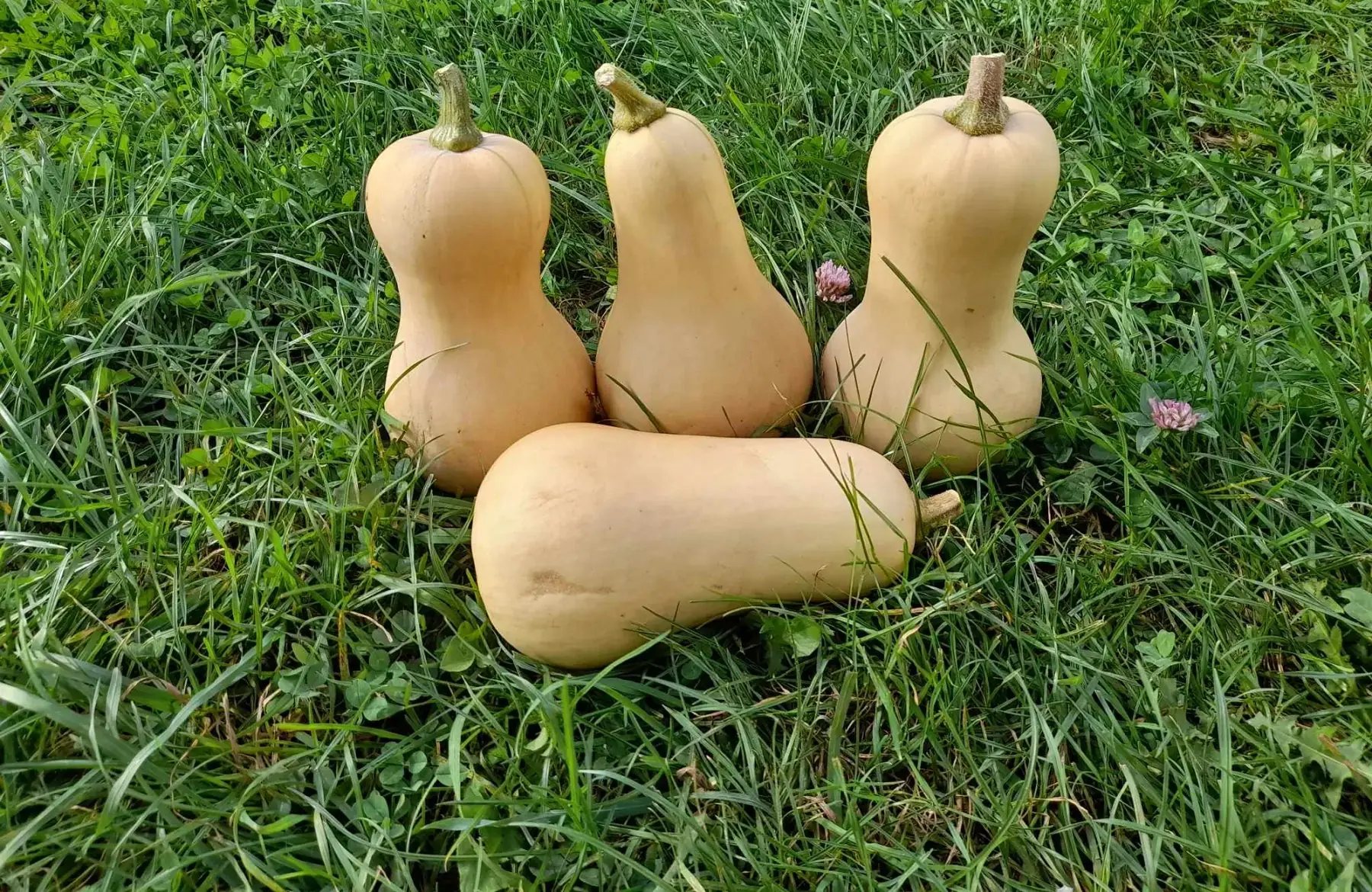 courge butternut