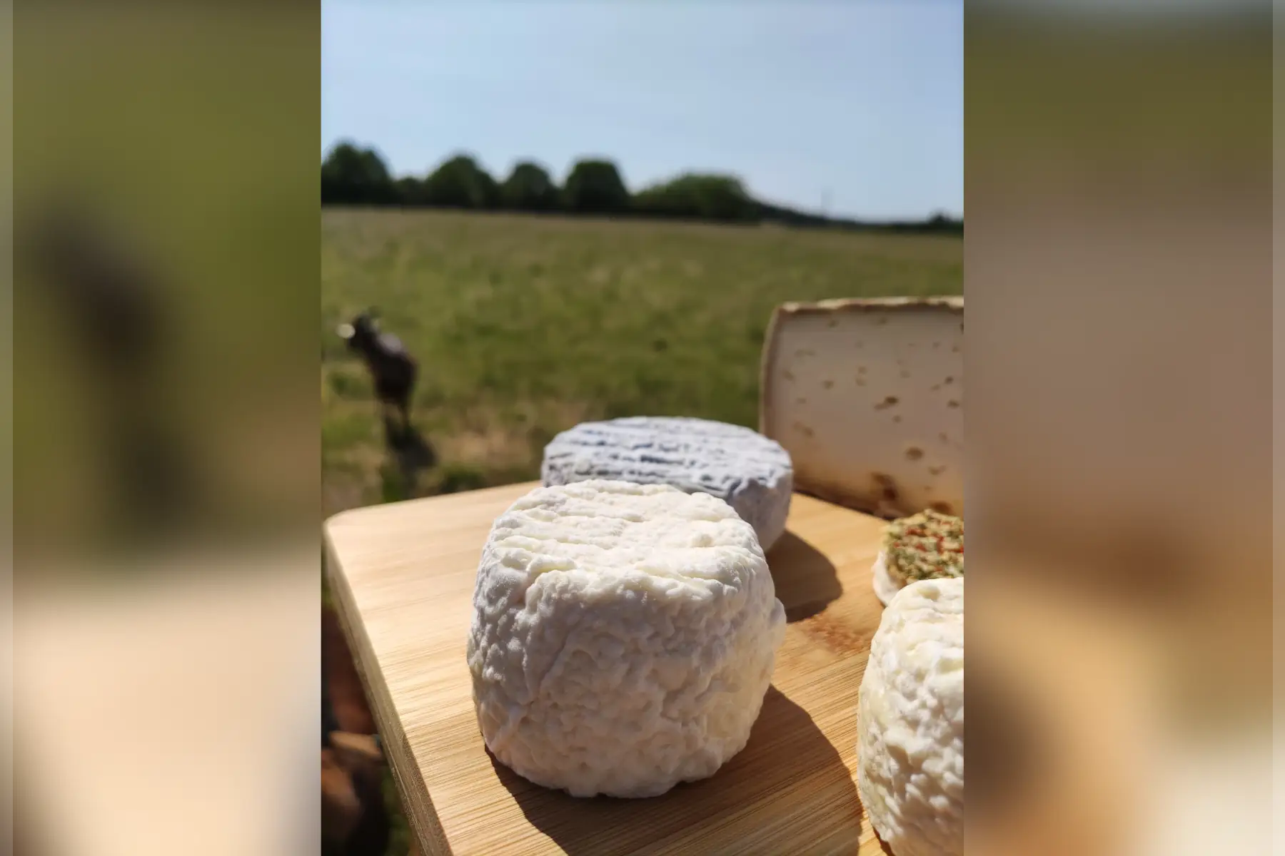 Petit Panier de fromages de chèvre