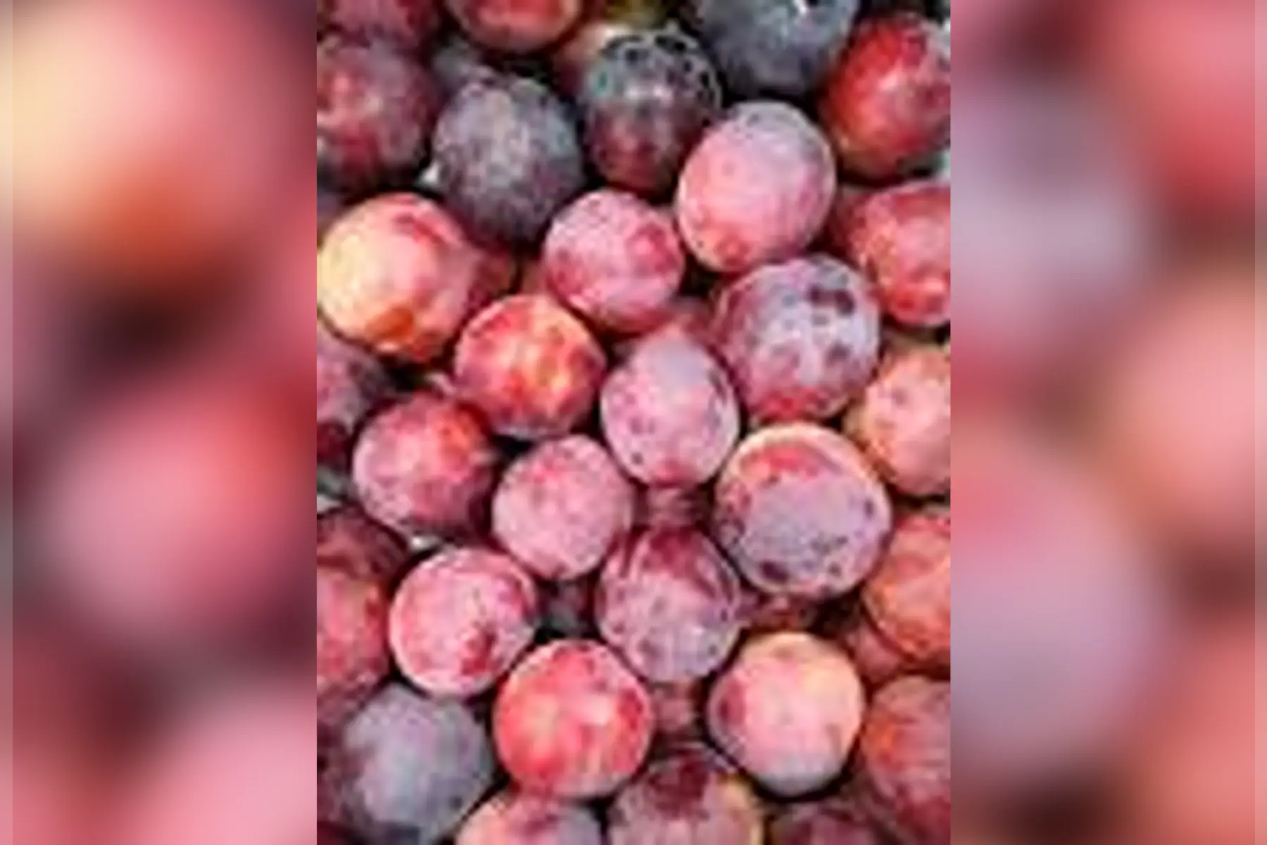Prunes rouges