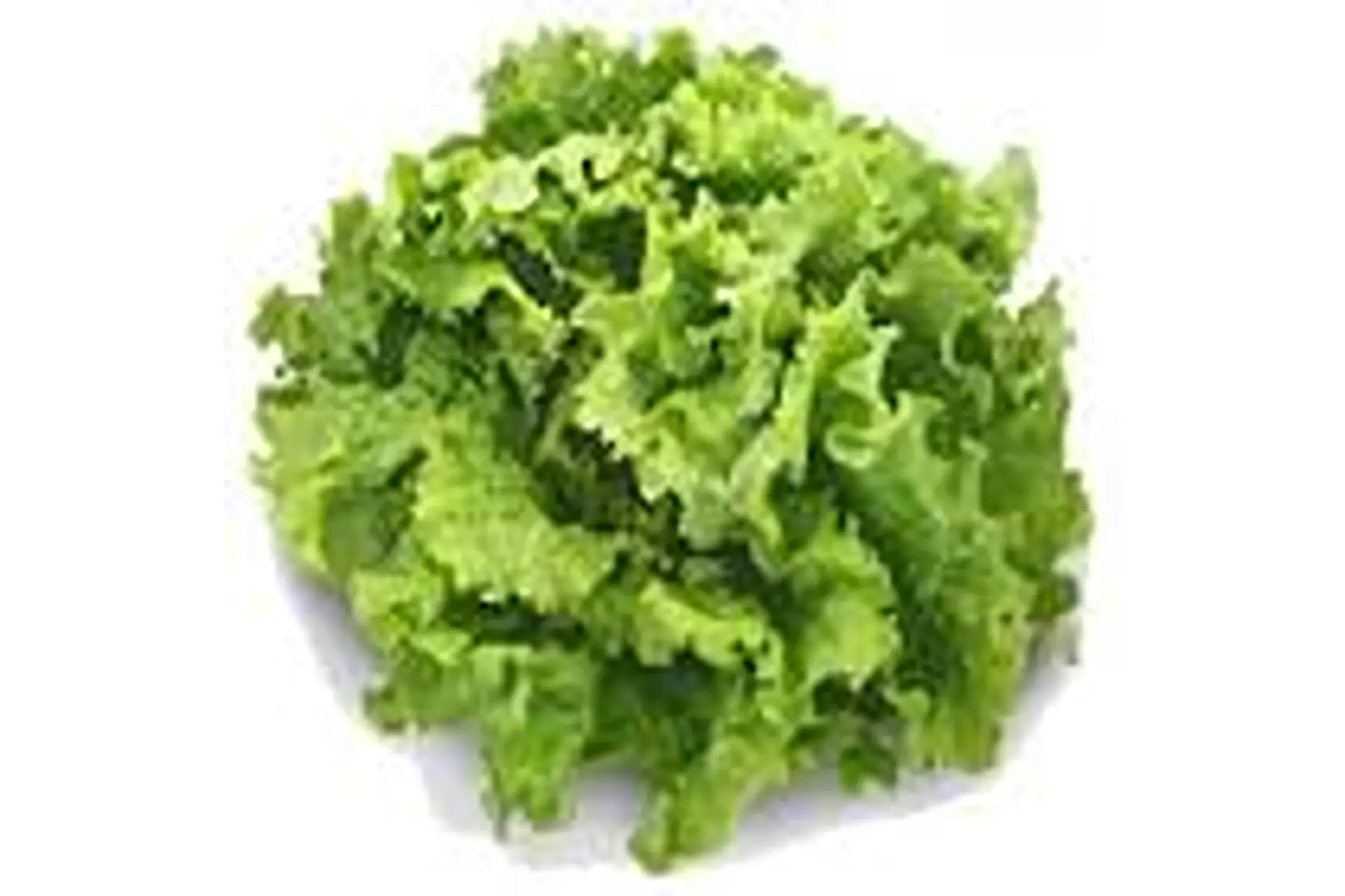 Salade Batavia
