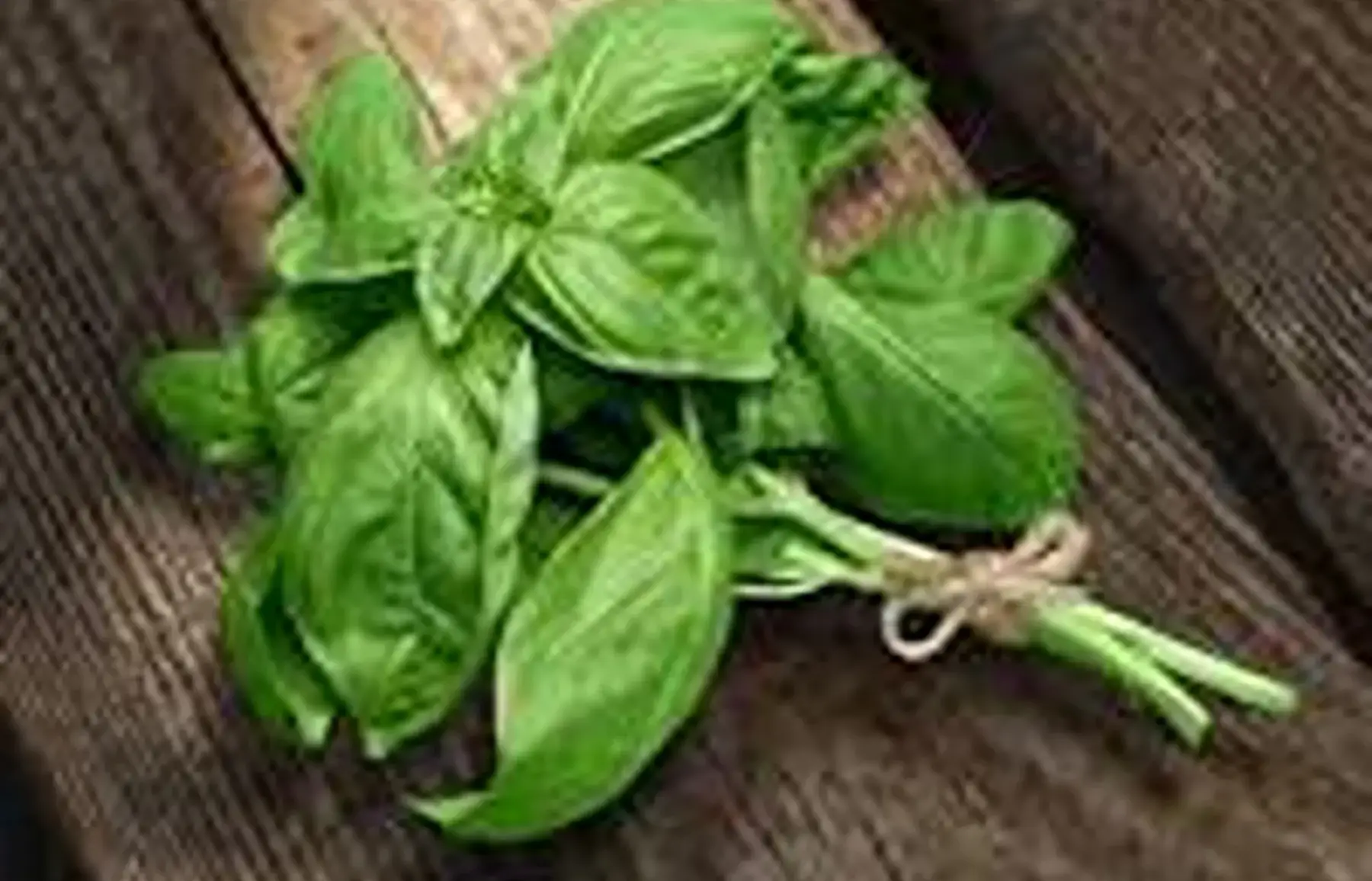 bouquet de basilic frais
