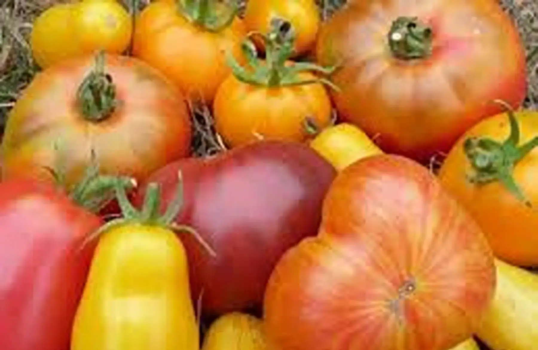 tomates mélangées