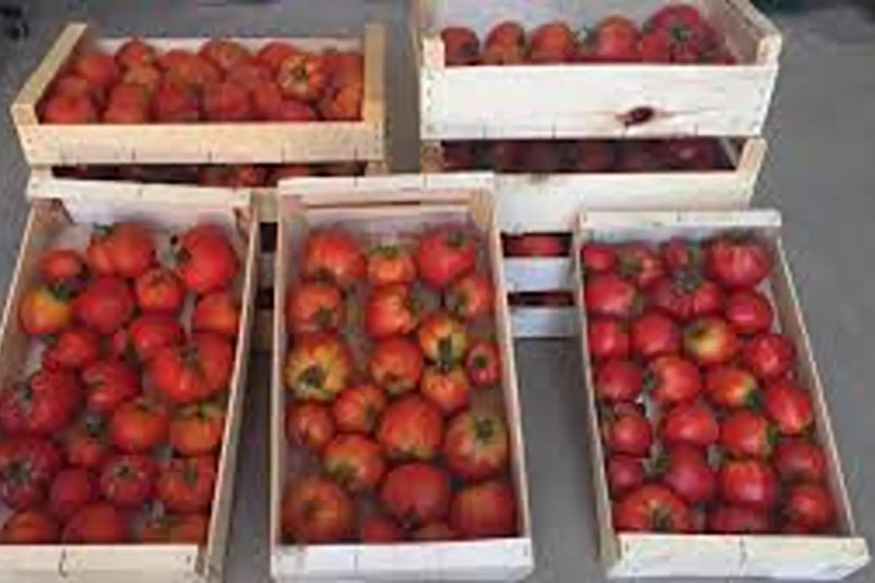 Cagette tomates 5kg