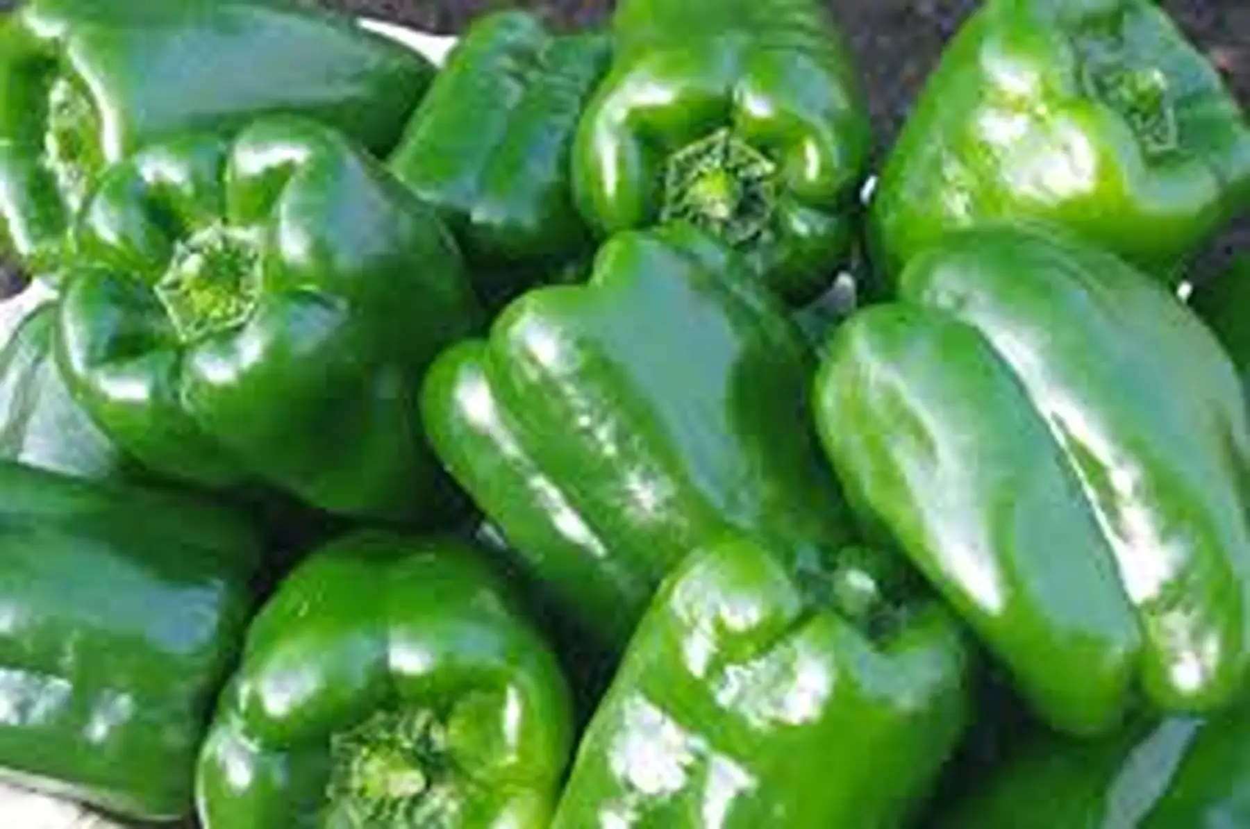 poivron vert 500g