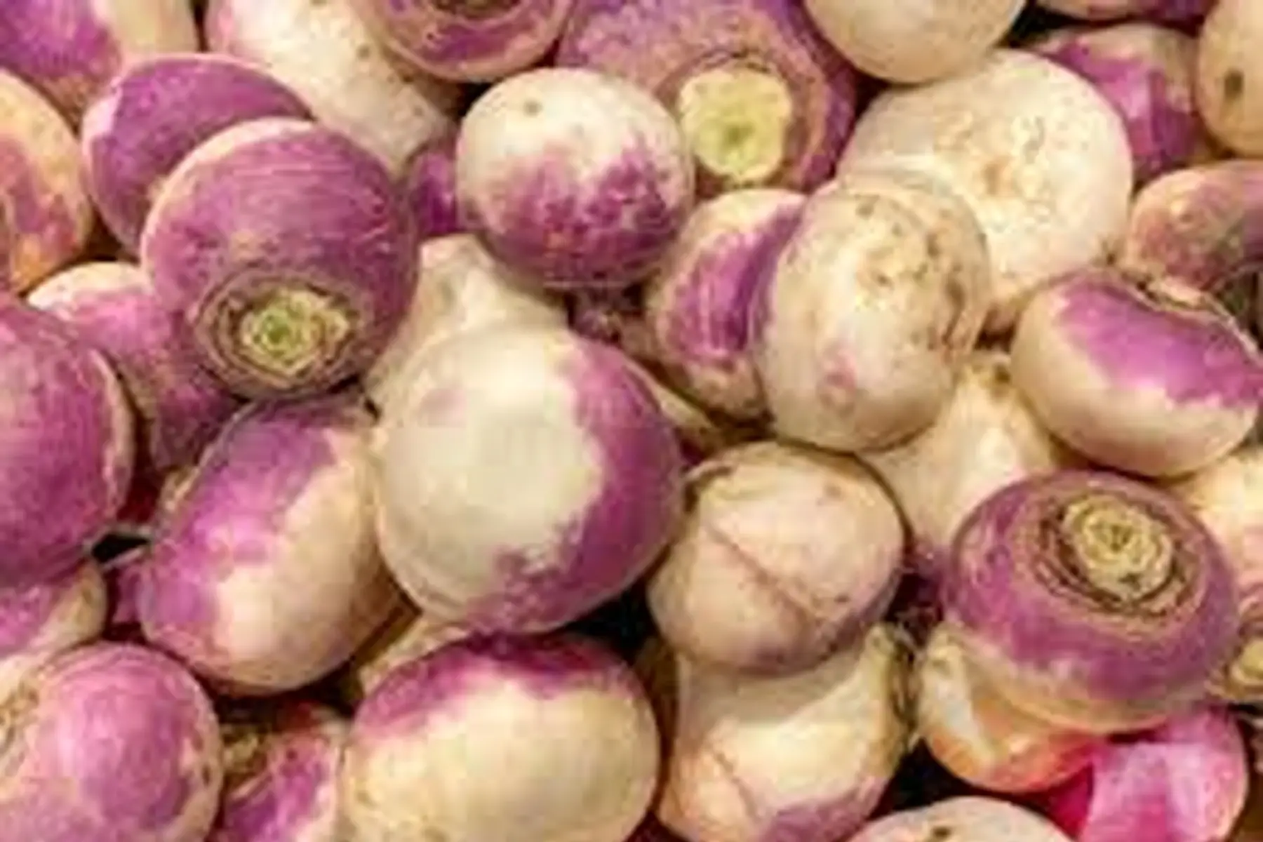 navets violets