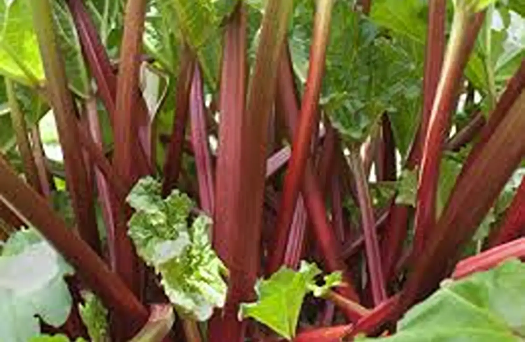 Rhubarbe