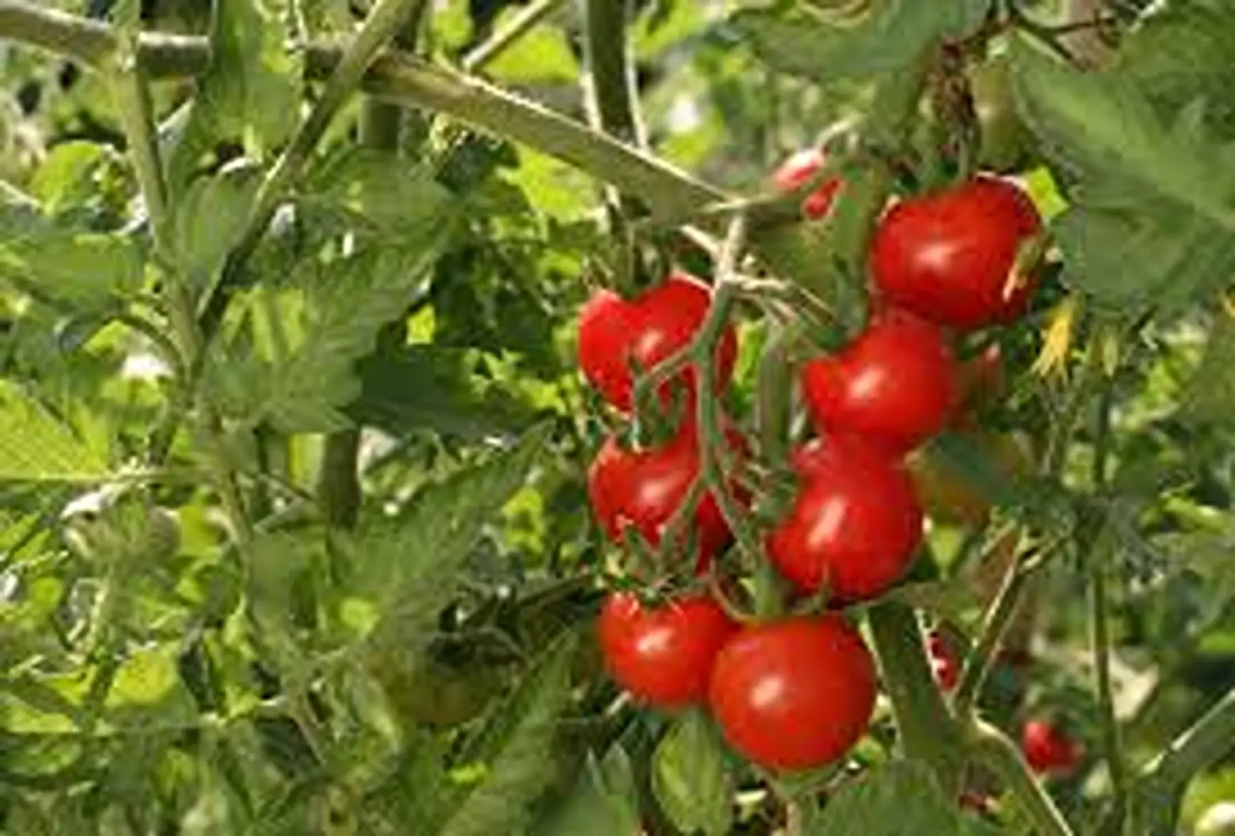 tomates cerise