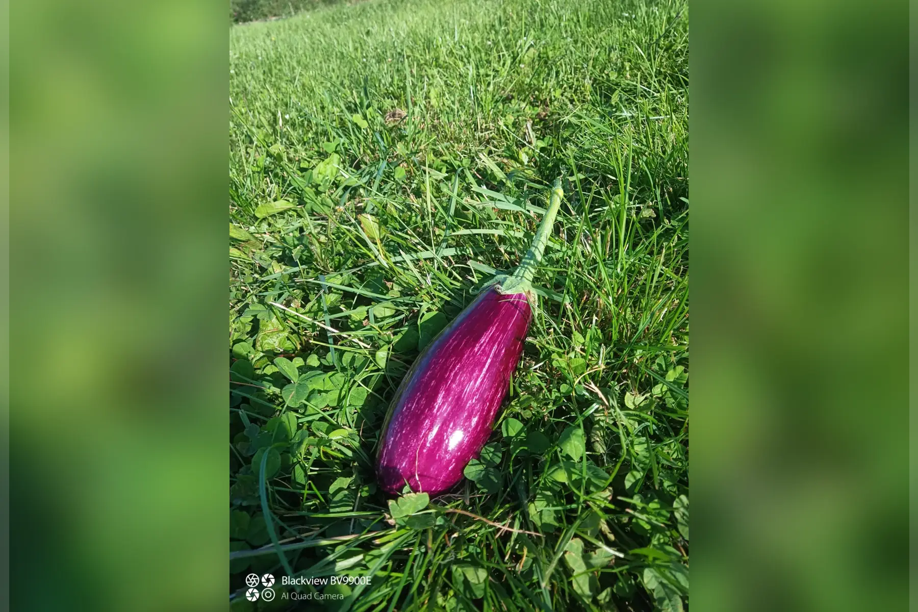 aubergine